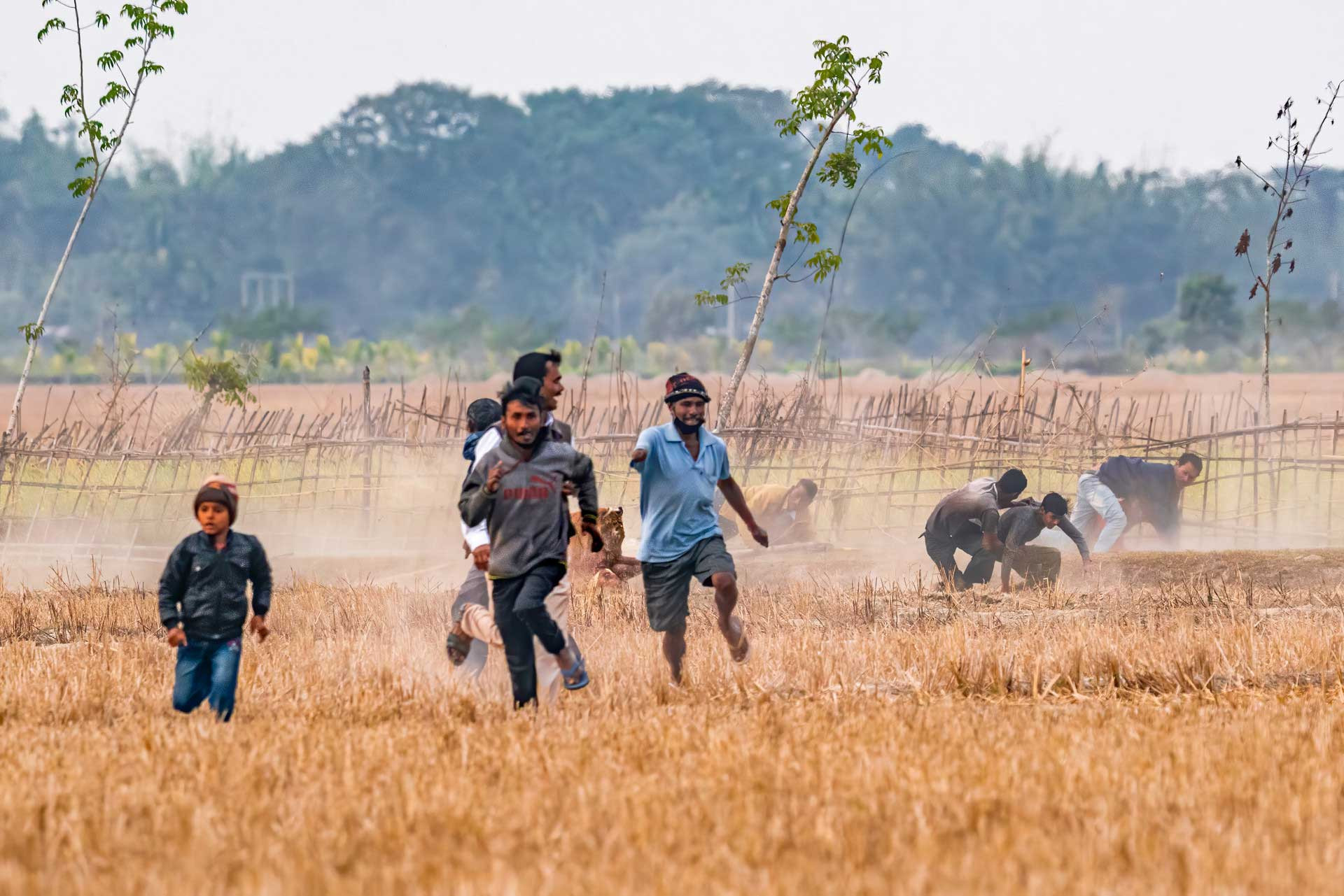 Human tiger conflict in Odisha