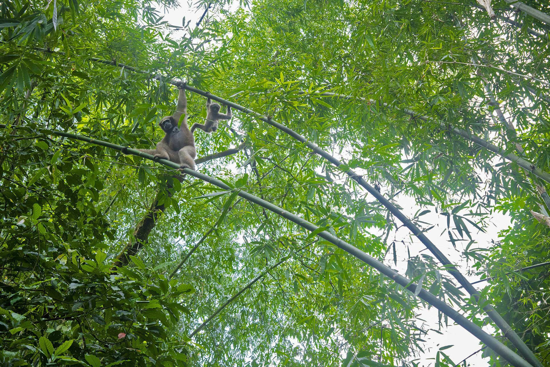 Female Hoolock Gibbon with a young one