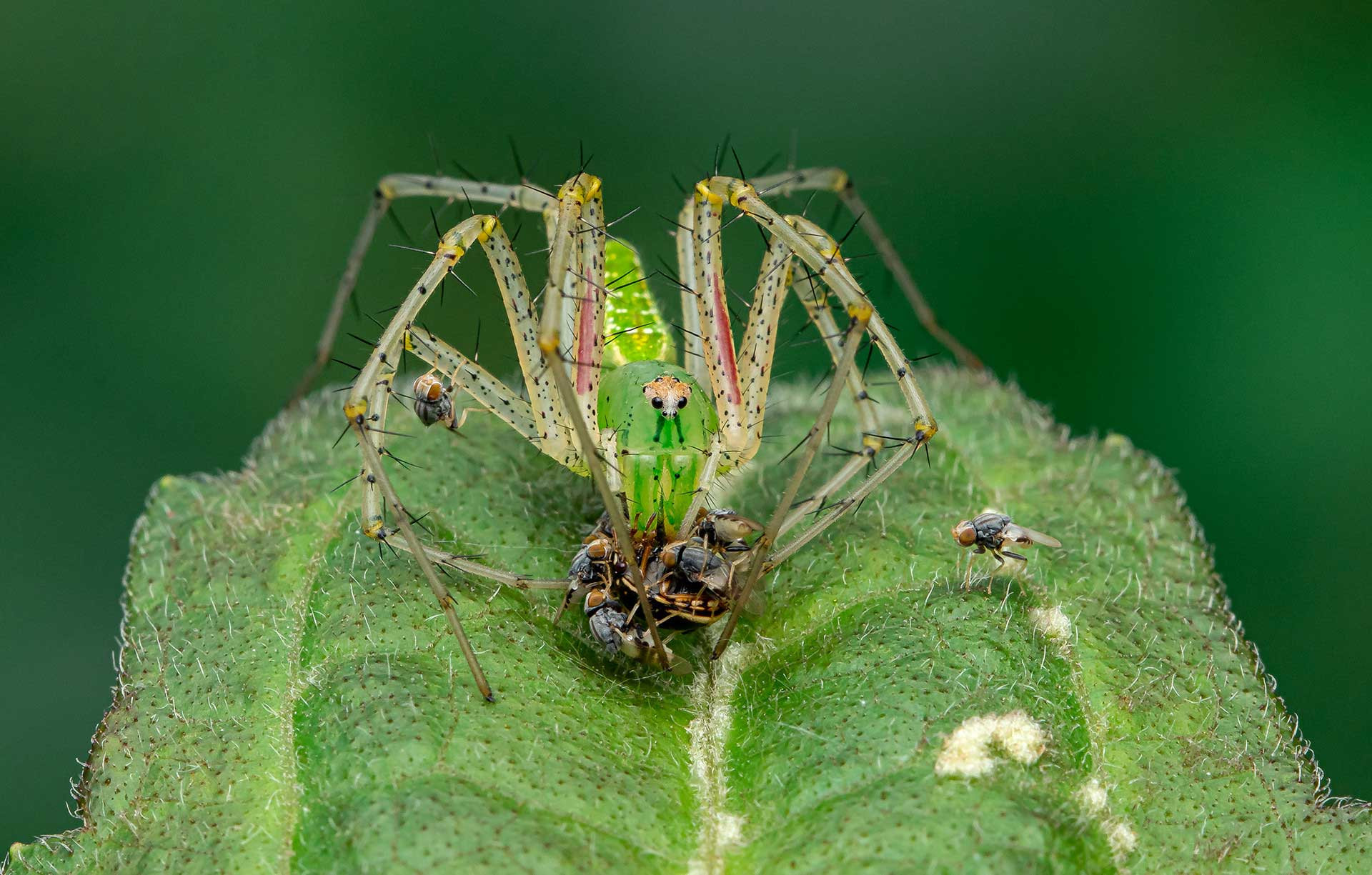 Green lynx spider and jackal flies