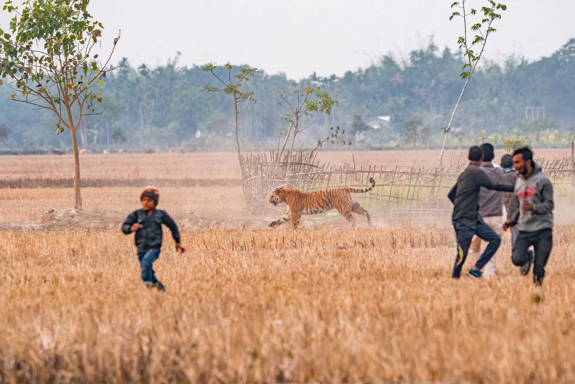 Human tiger conflict near Orang Tiger Reserve in Odisha