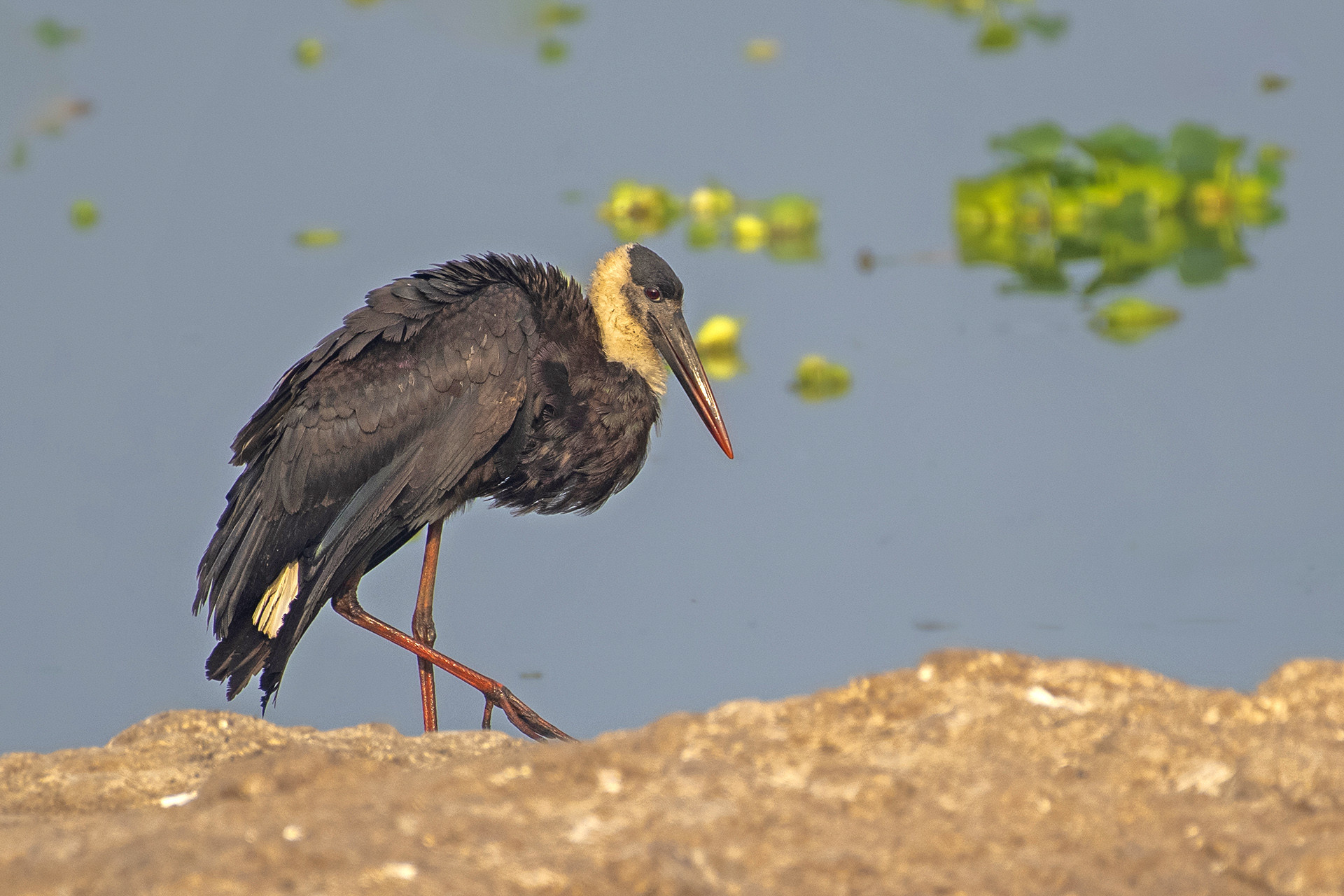 Woolly-necked Stork Ciconia episcopus