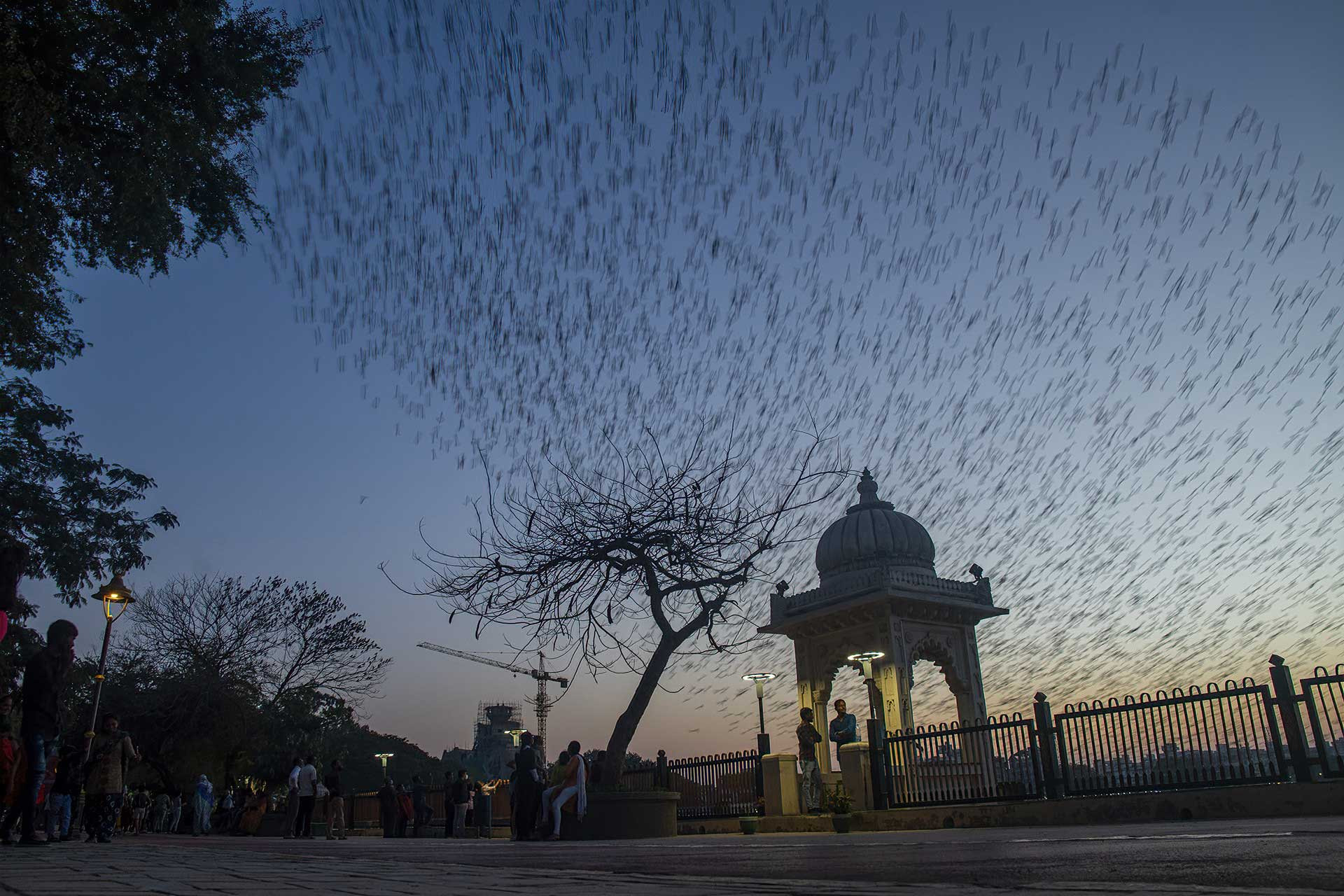Birdwatching in Lakhota Lake Jamnagar
