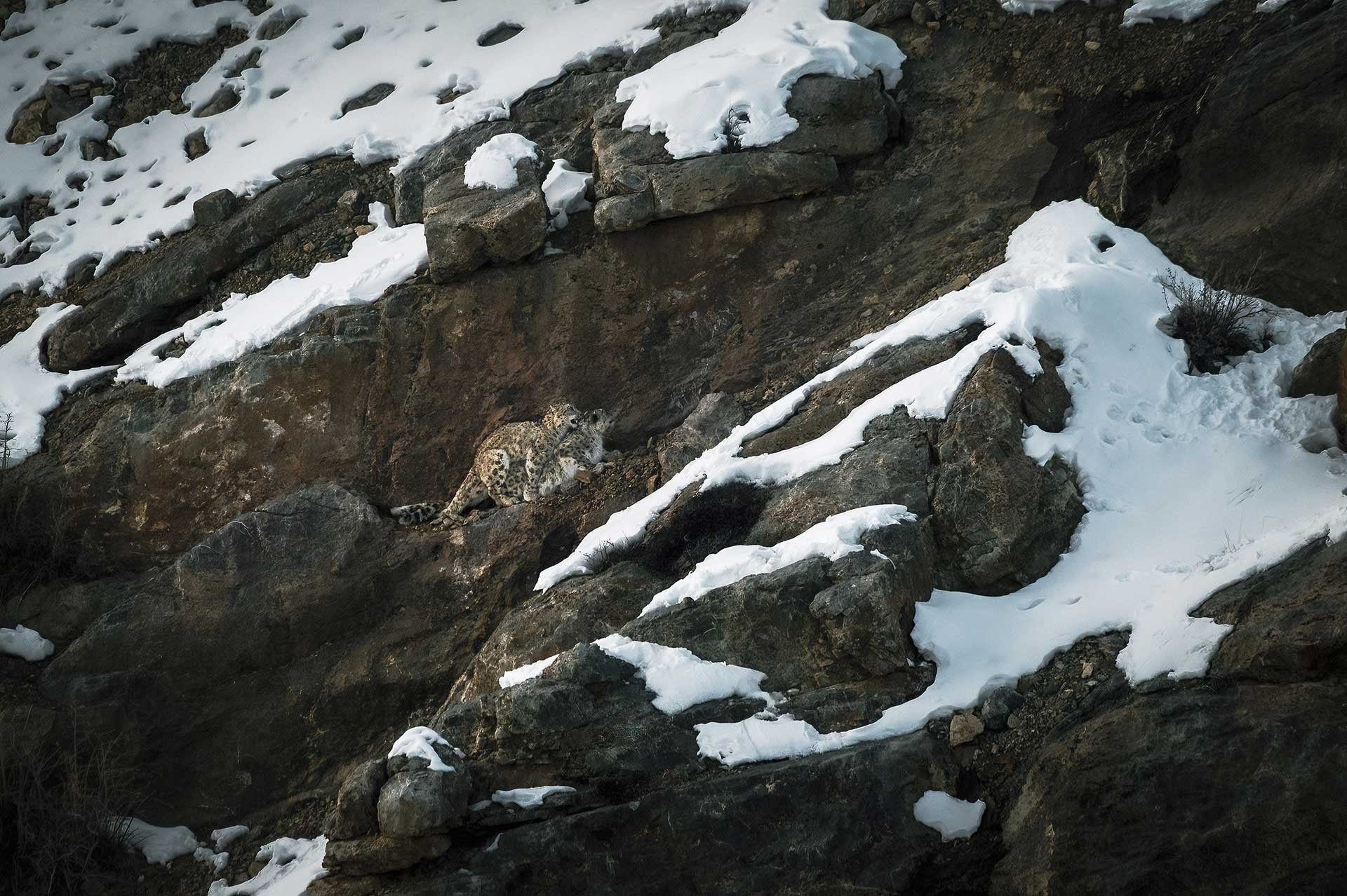 Snow Leopards mating