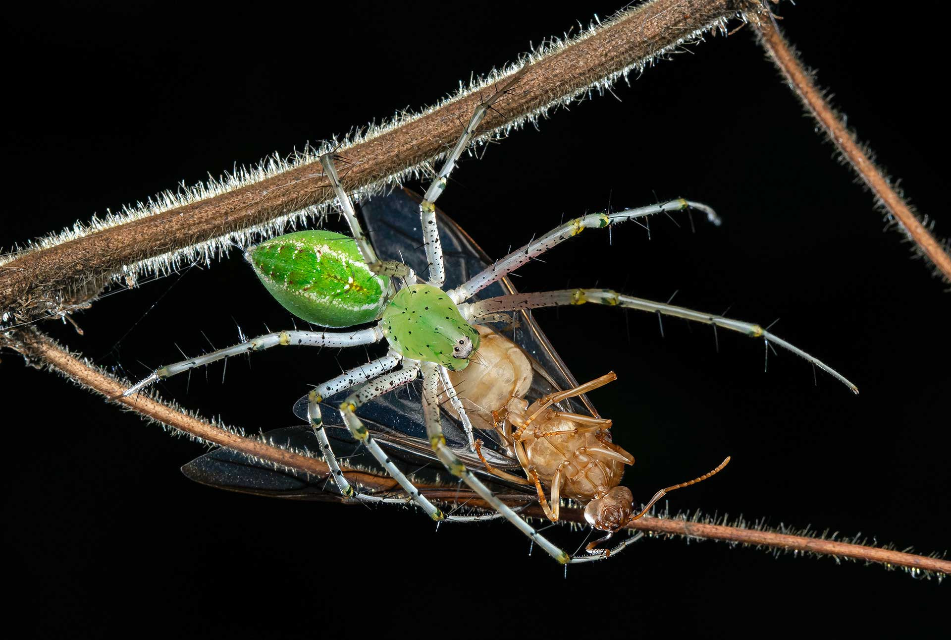 Green lynx spider hunting a queen ant