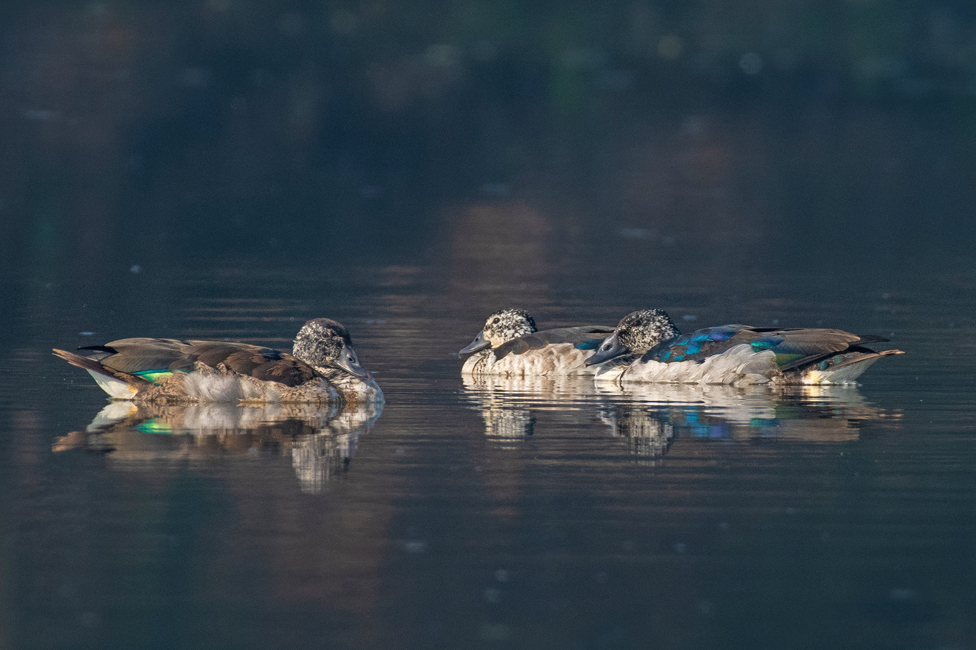 Knob-billed Duck Sarkidiornis melanotos