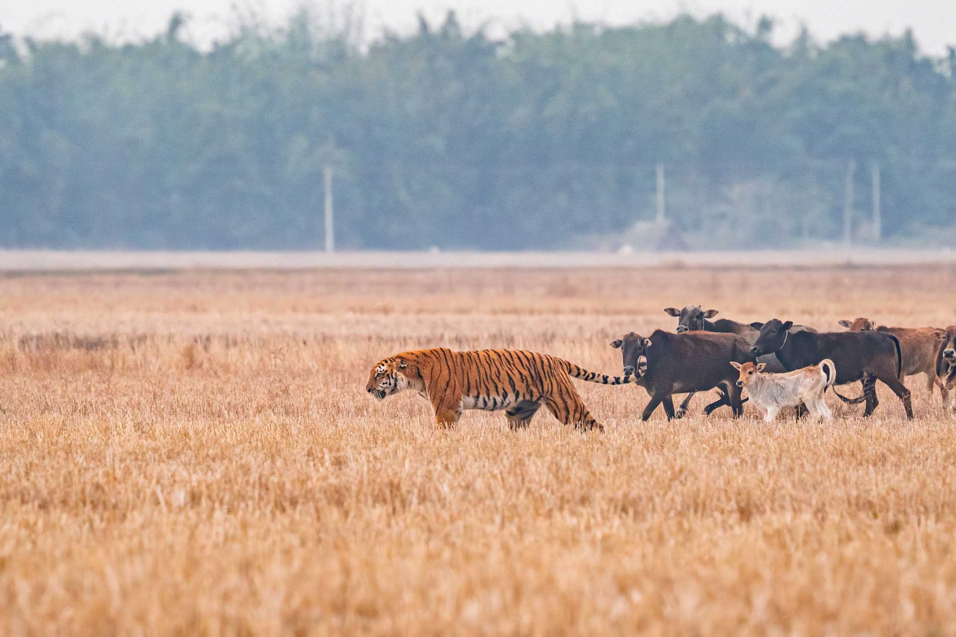 Tiger and cattle in a paddy field in Odisha