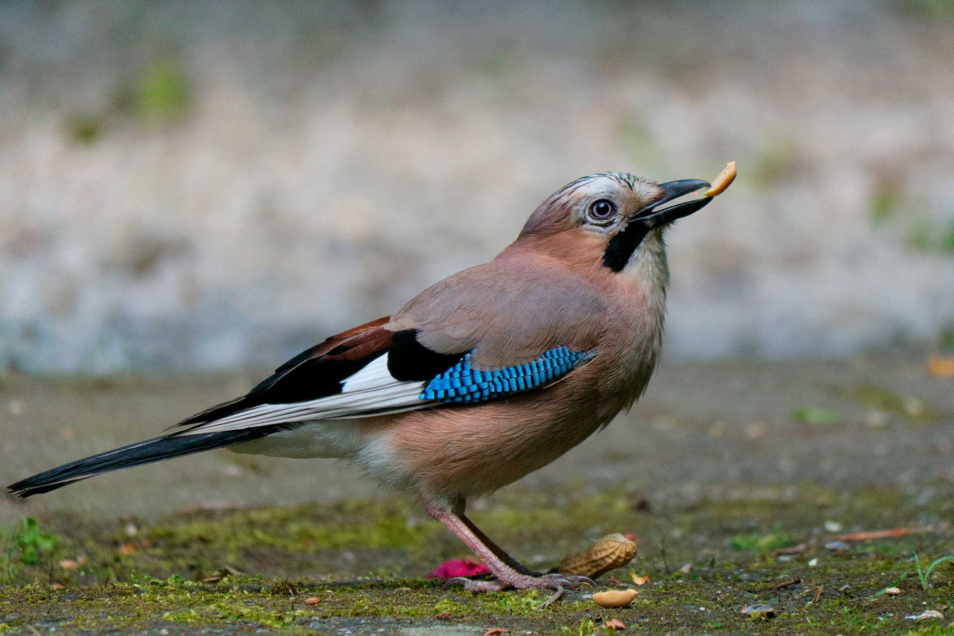 Eurasian Jay eating a peanut