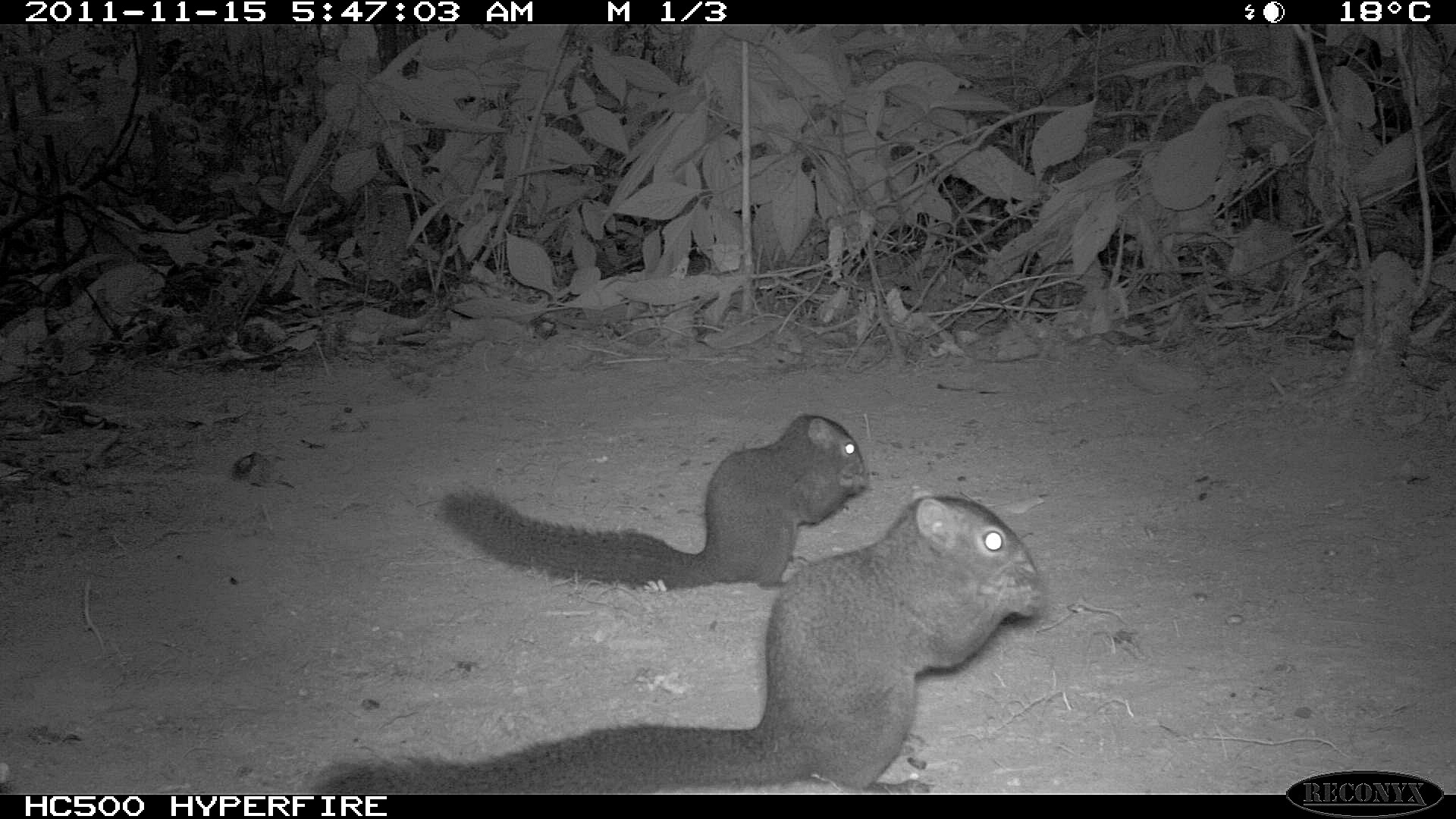 A pair of hoary bellied squirrels eating seeds - Rodents: Greedy Eaters Or Forest Helpers | Nature inFocus