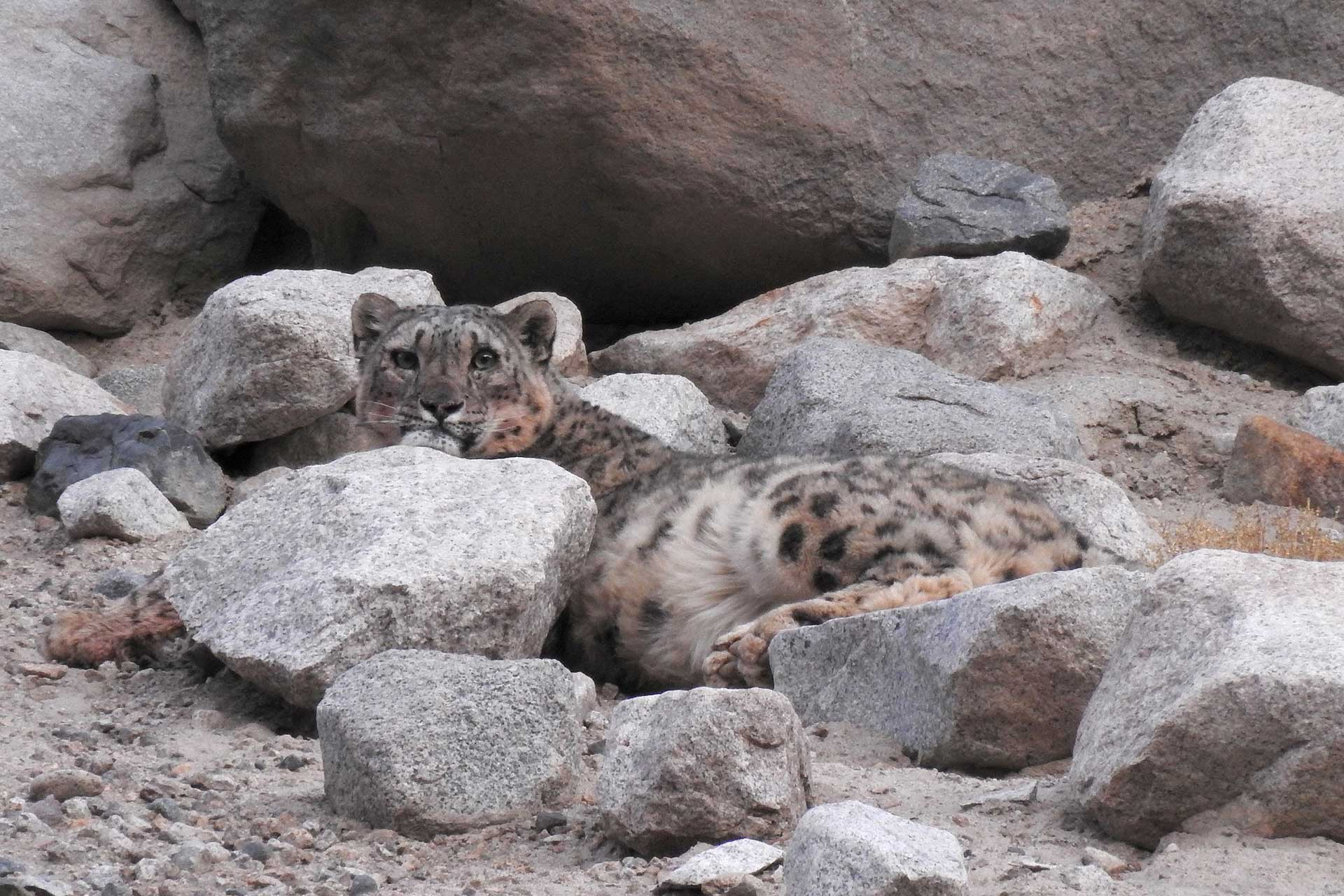 Snow Leopard on a rock in Ladakh