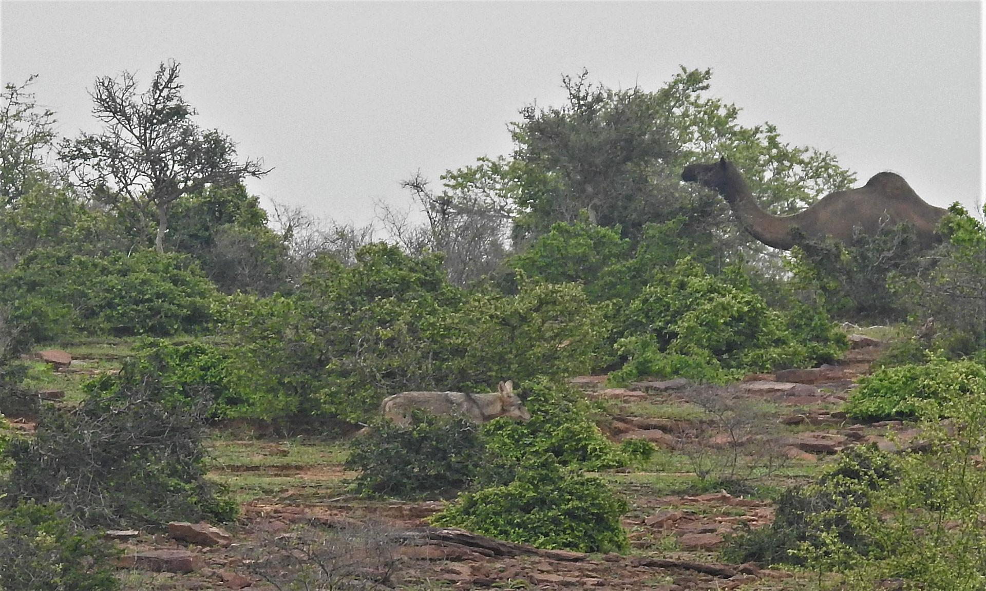 Indian Wolf and a feral camel in Kailadevi Wildlife Sanctuary