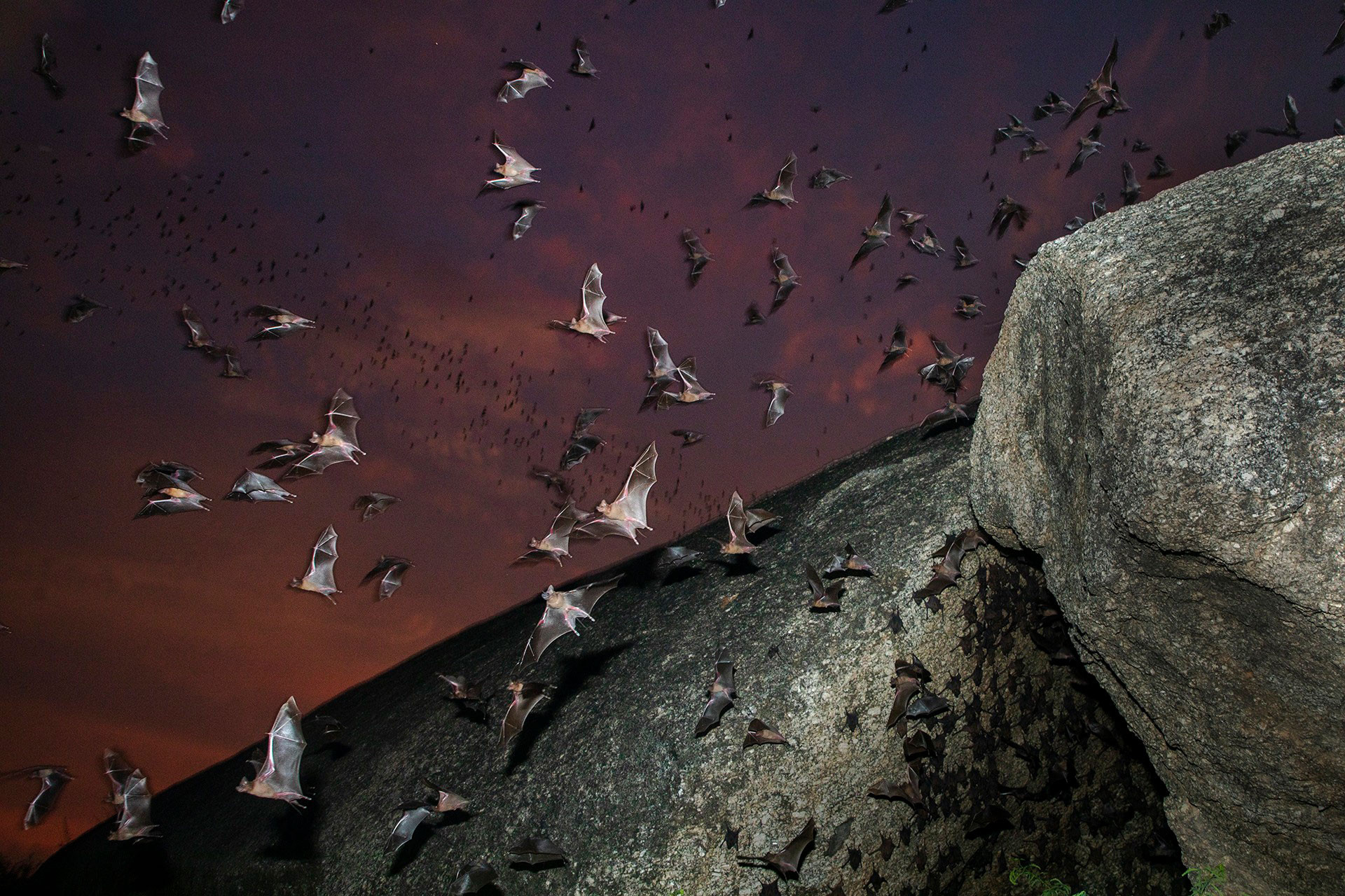 Bats emerging from a cave at nighttime