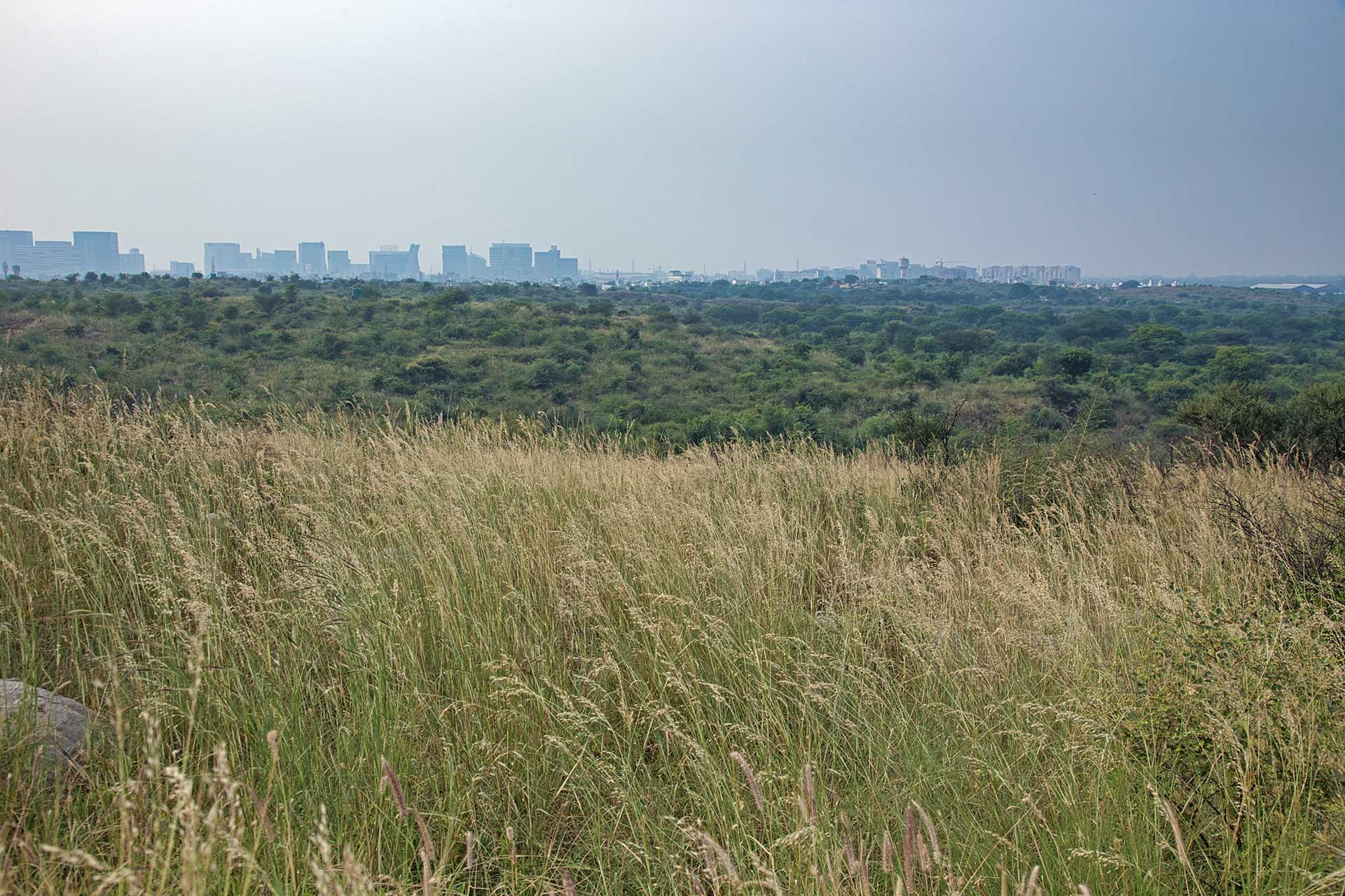      ABDP grasslands by Vijay Dhasmana | Nature Infocus