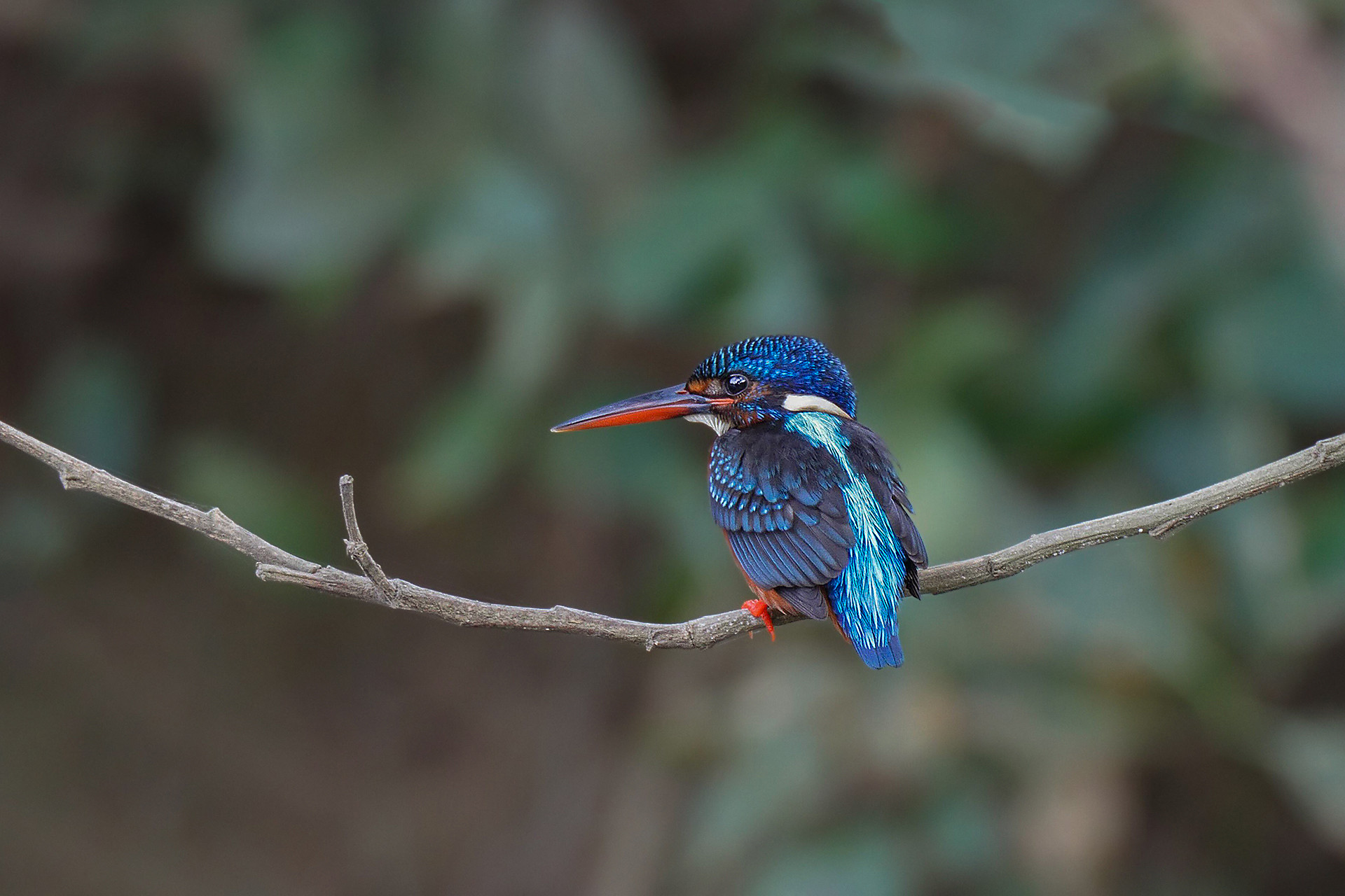Blue-eared Kingfisher or Malaysian Kingfisher Alcedo meninting