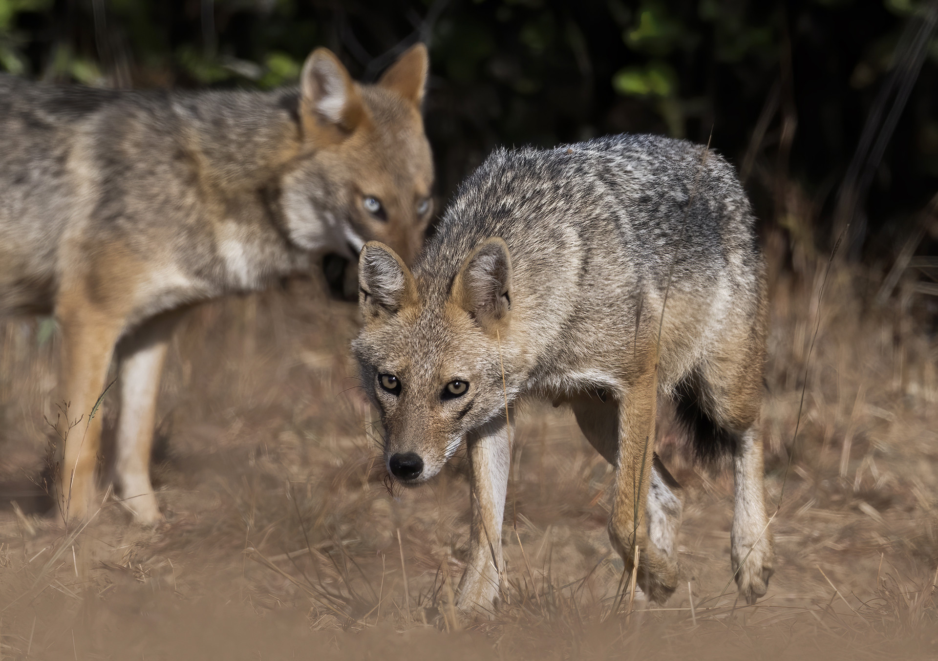 Golden Jackal Canis aureus