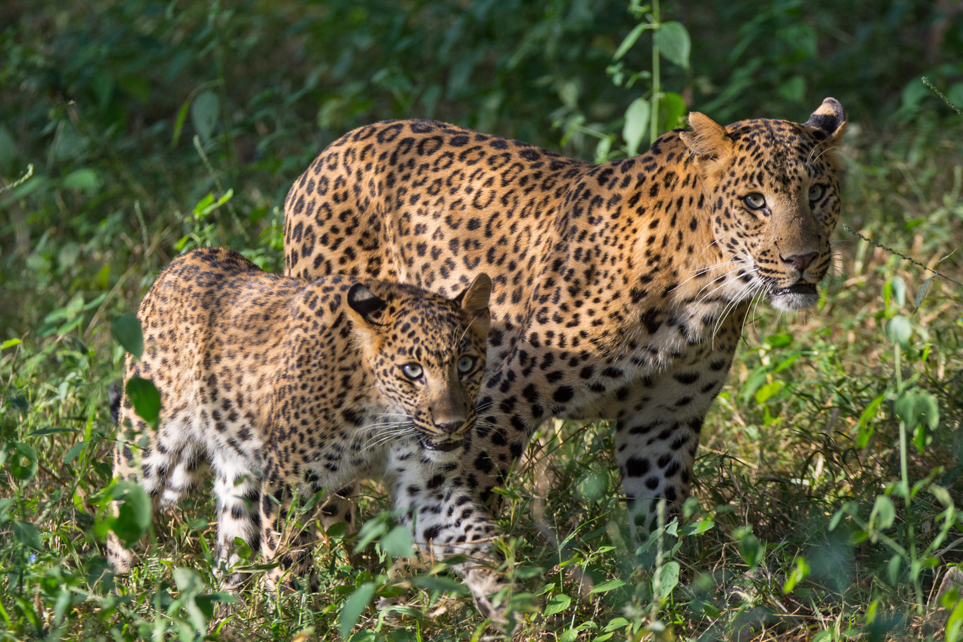 Abhinav mudgal - 10 Things You Need To Know About Indian Leopards | Nature inFocus