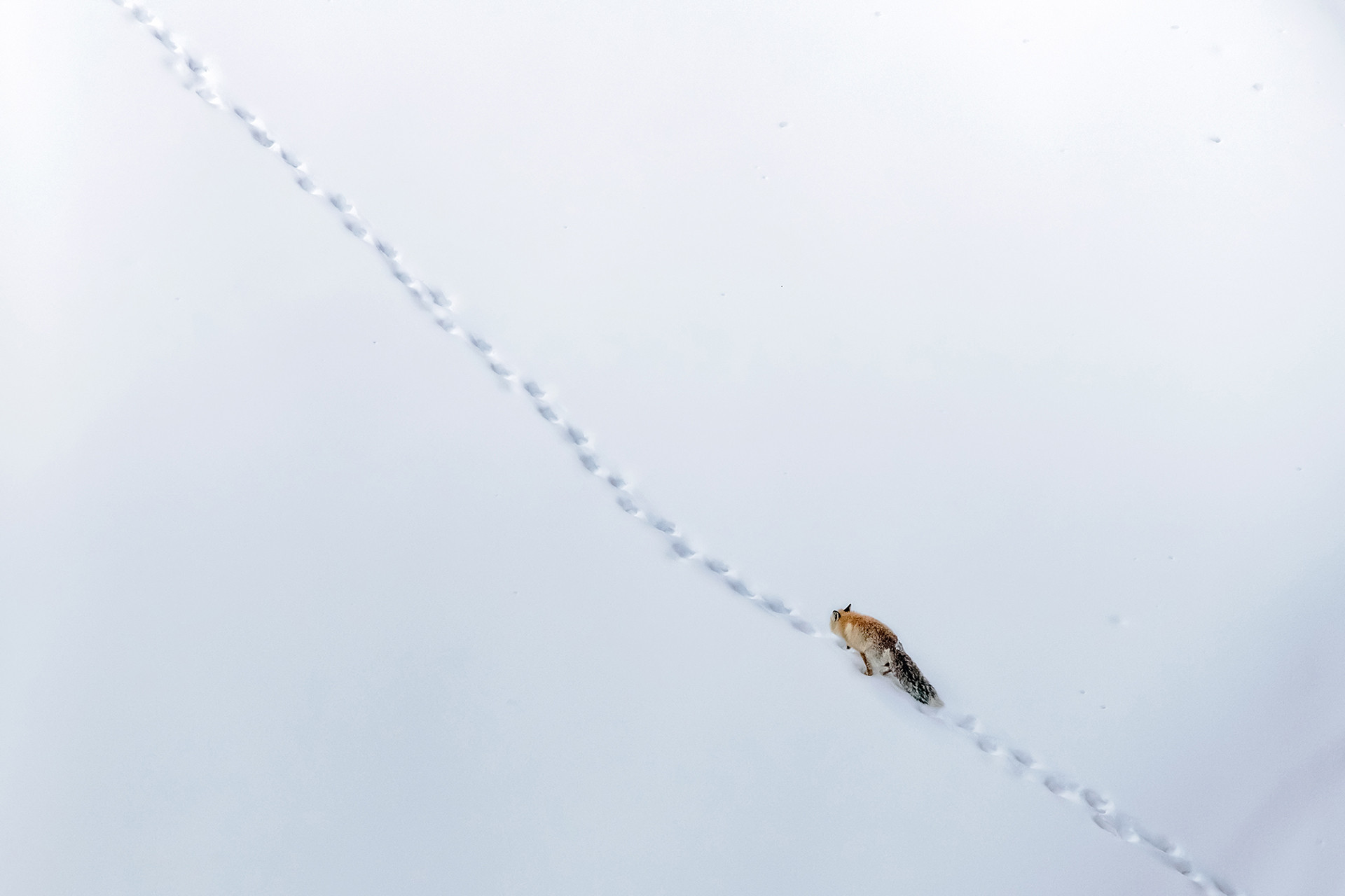 Abhiroop ghosh dastidar - Top 20 Hive Photographs Of 2020 | Nature inFocus