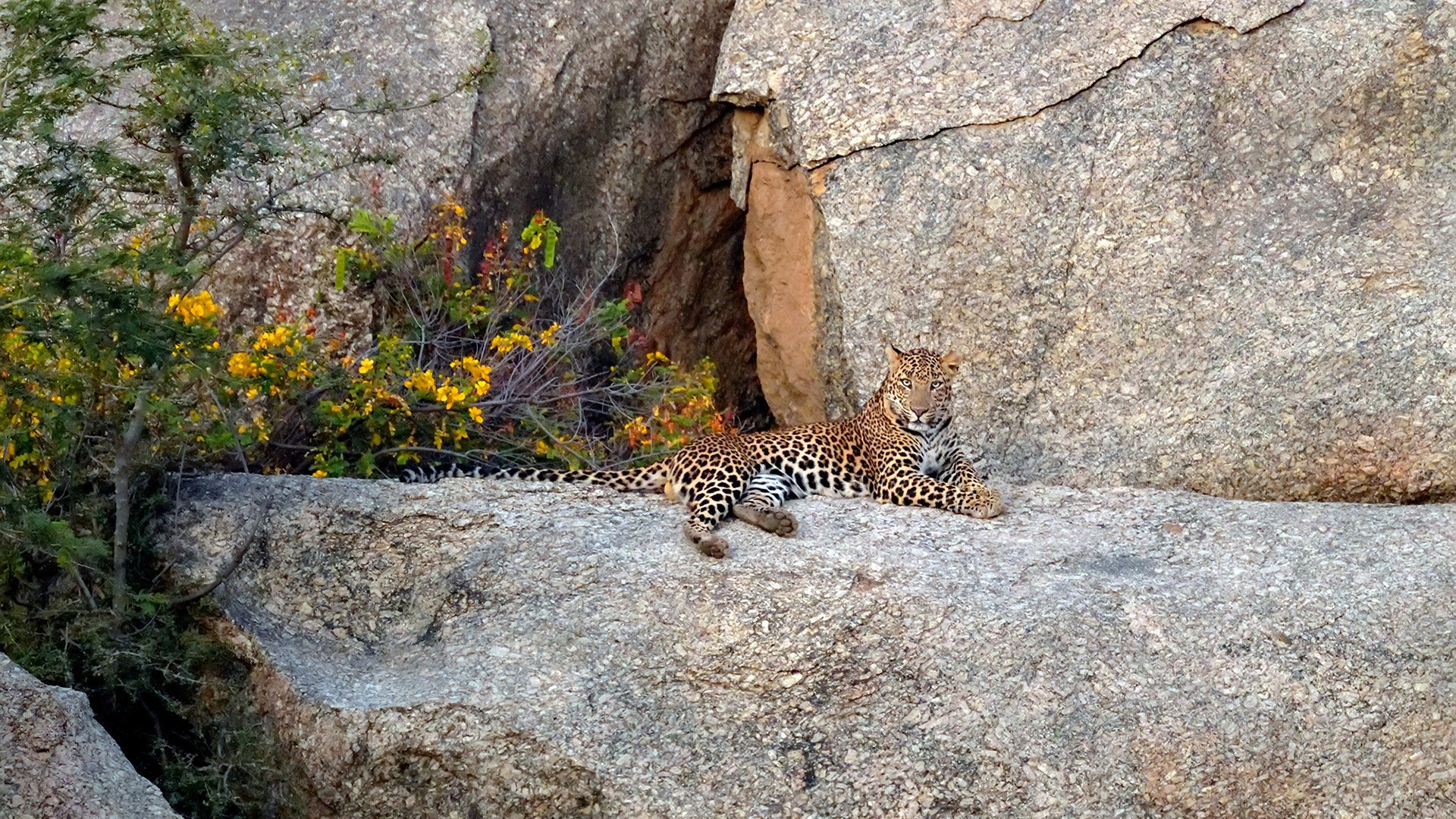 Abhiroop ghosh red dsc - 10 Things You Need To Know About Indian Leopards | Nature inFocus