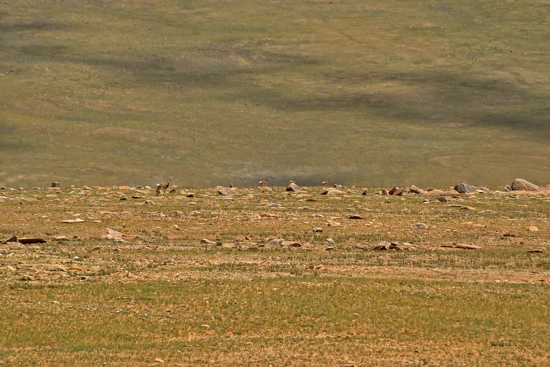 Tibetan Gazelles in the Changthang landscape