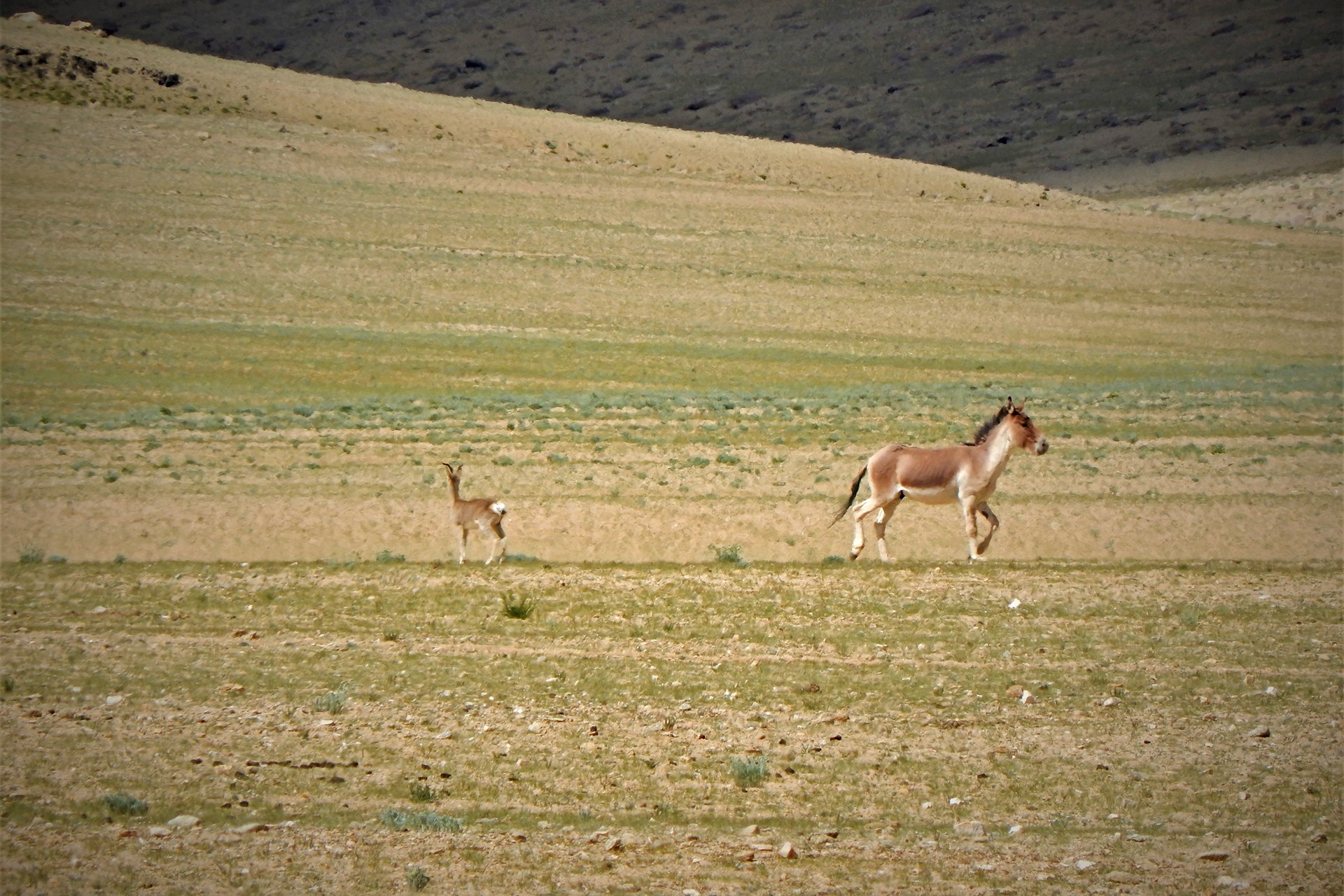 Tibetan Gazelle and Tibetan Wild Ass