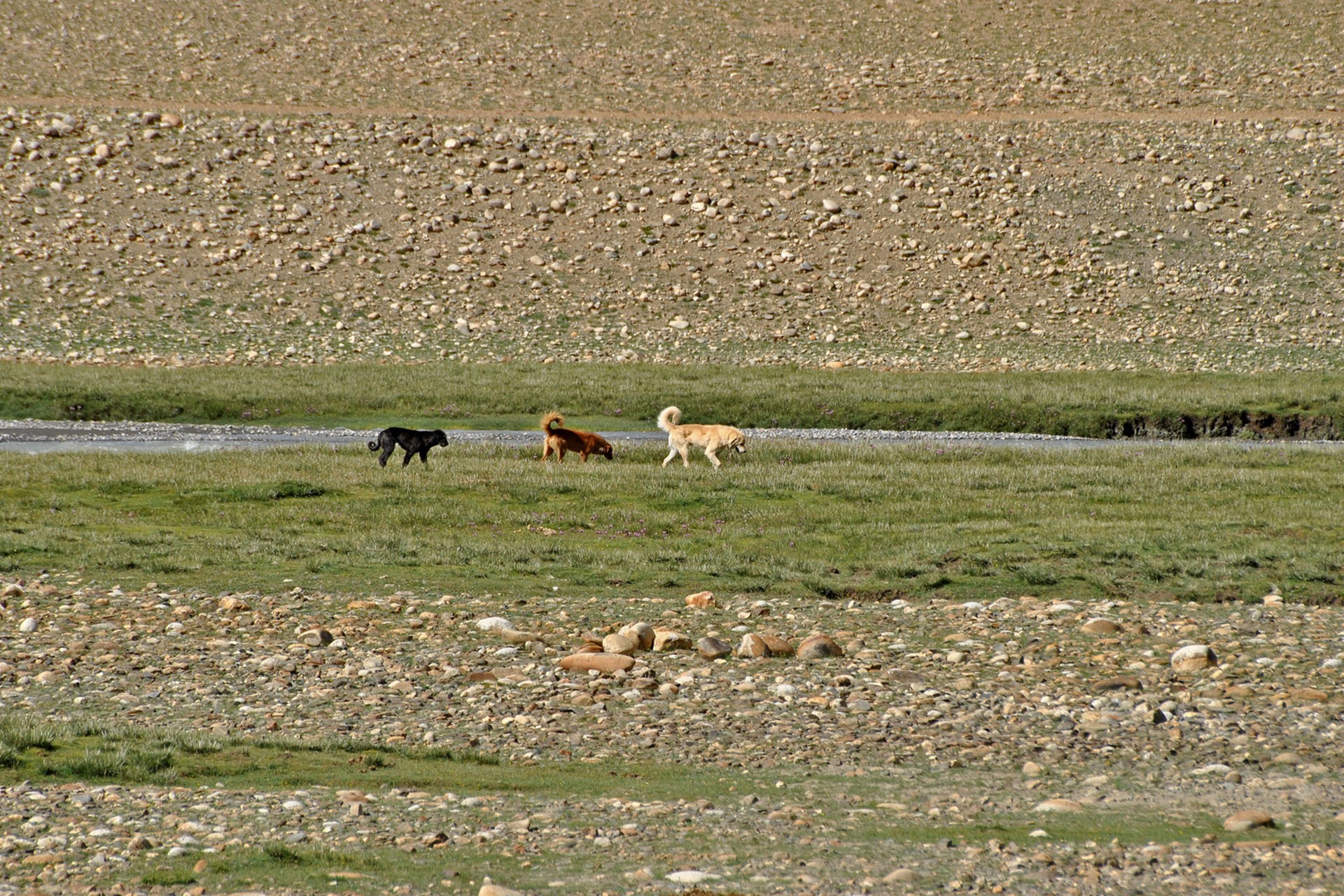 Feral dogs in the Changthang plateau