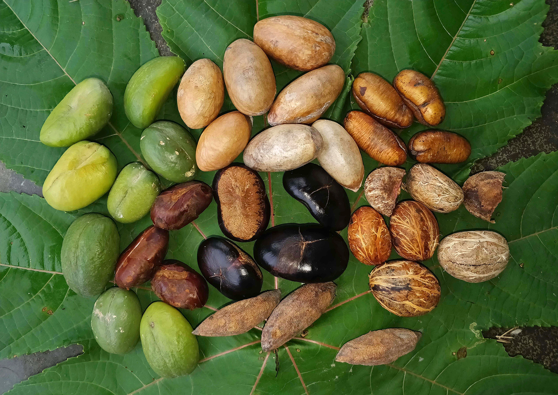 Seeds regurgitated by hornbills frugivores in Assam forest