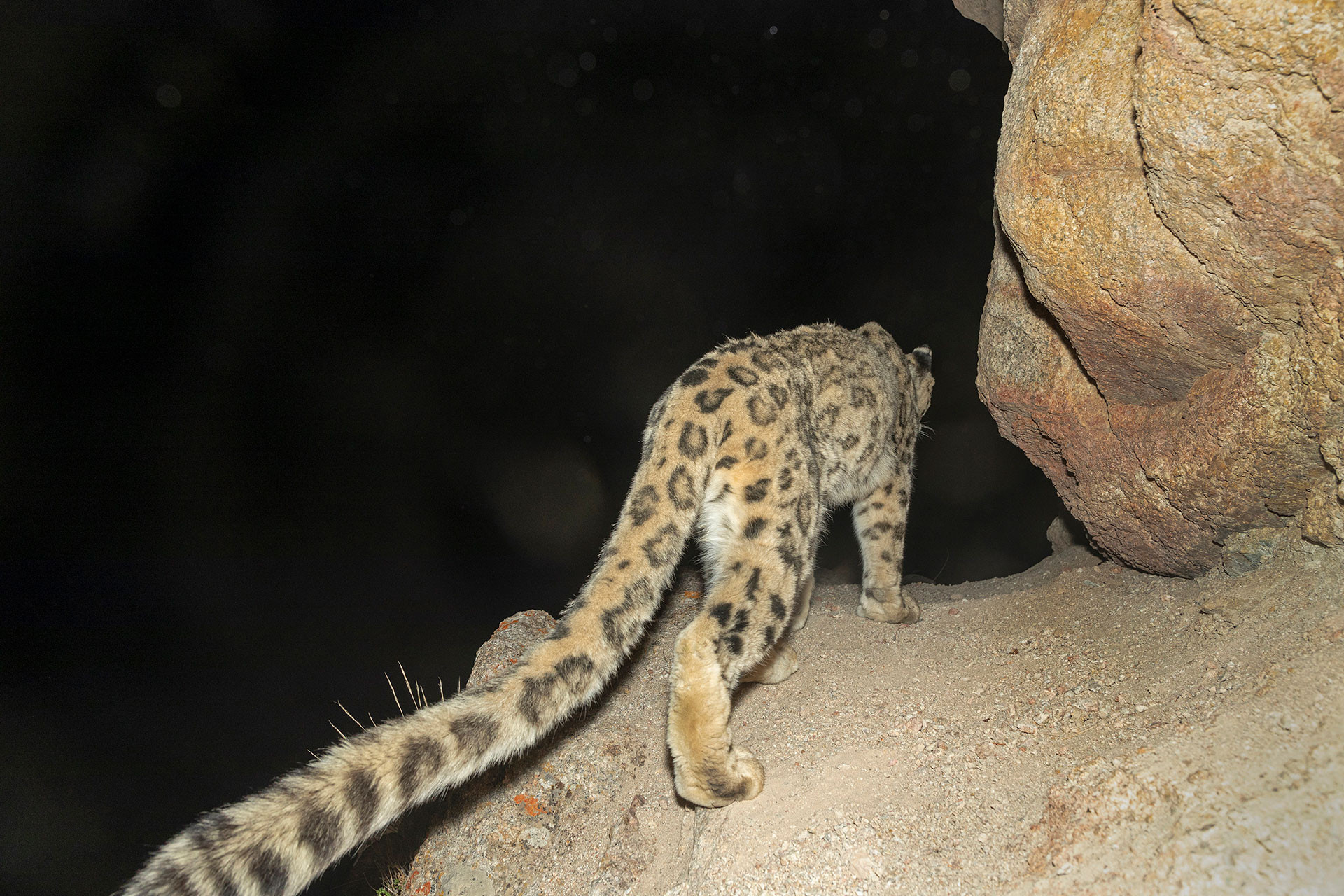 Snow Leopard on camera trap in Ulley Ladakh