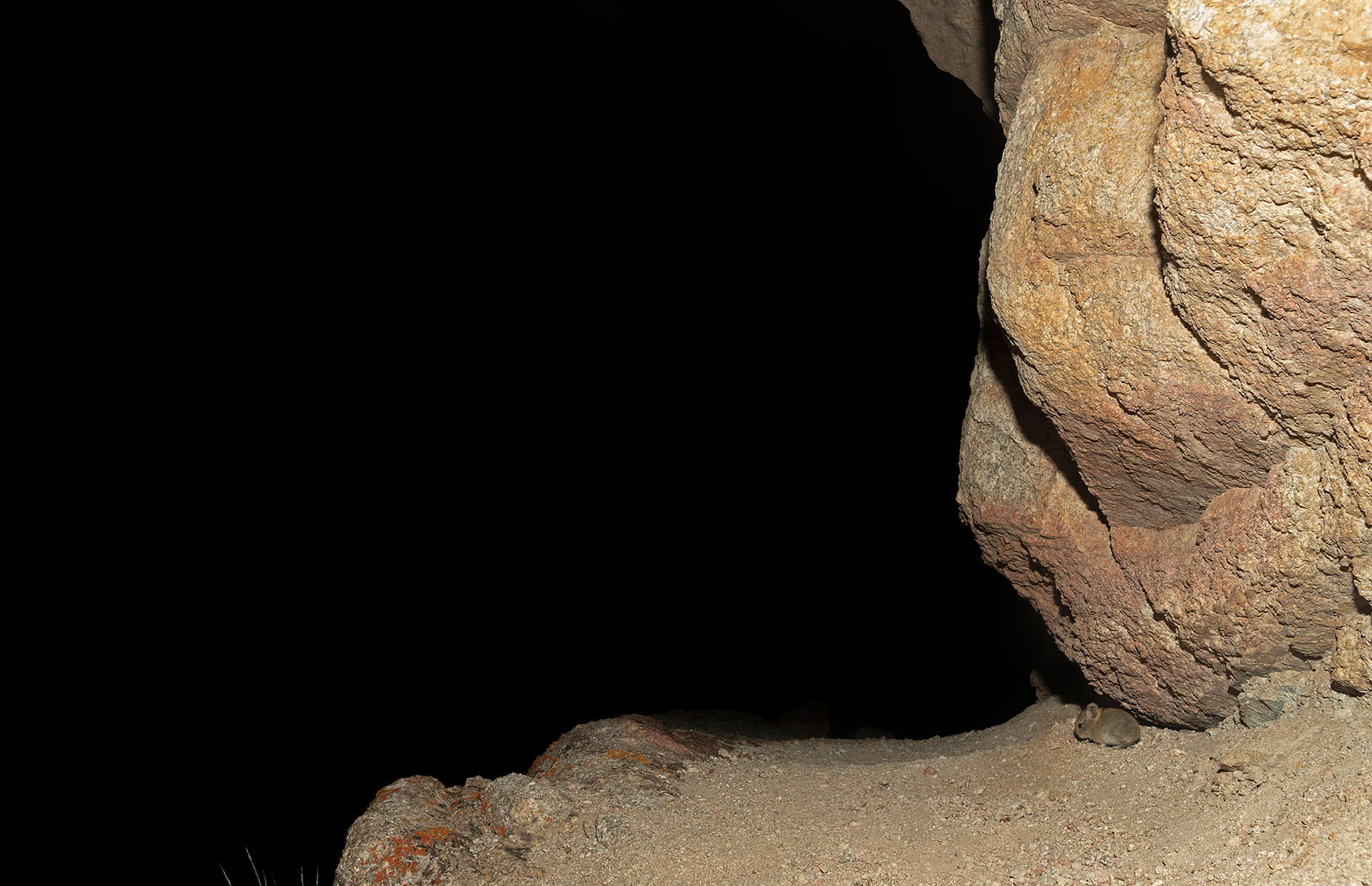Pika photographed on camera trap