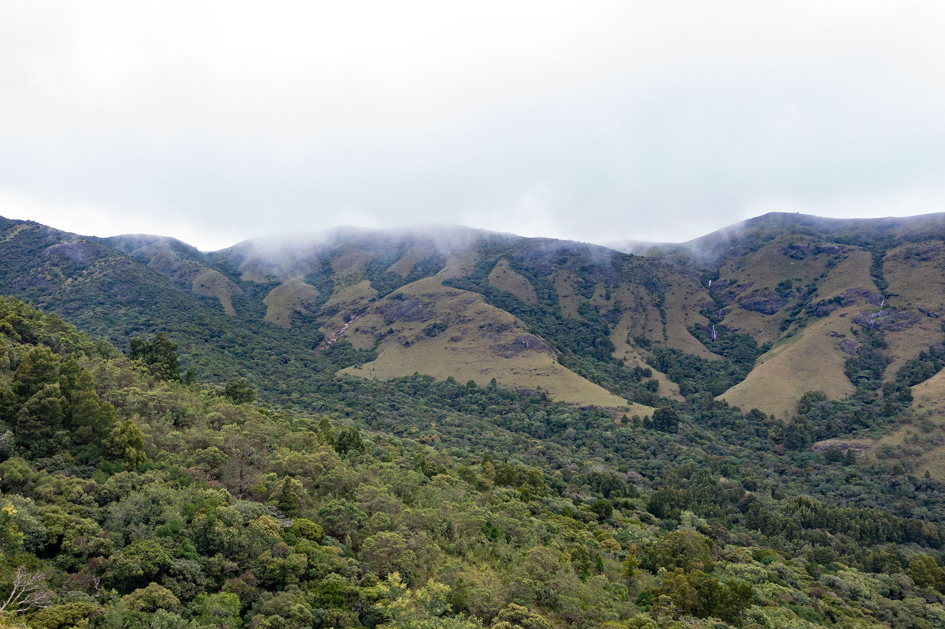 Shola grassland habitat in the nilgiris western ghats