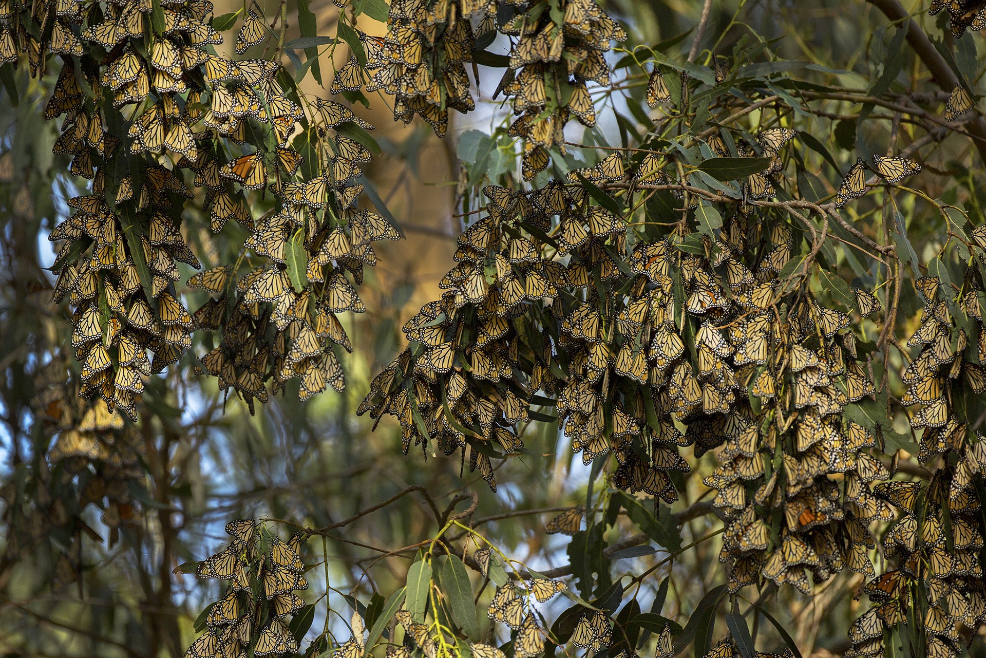 Adarsh raju - Animal Collective | Nature inFocus