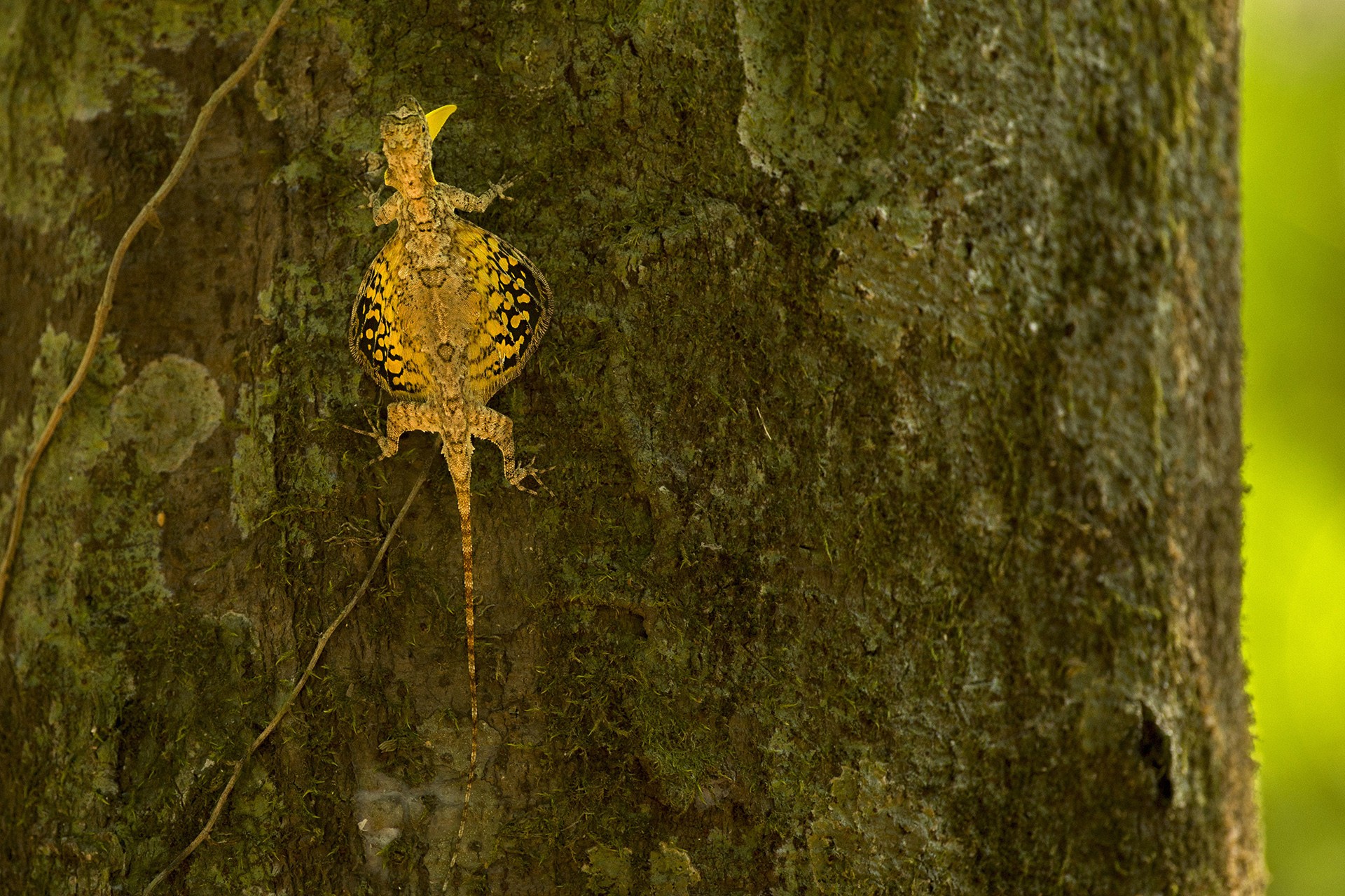 Adarsh raju draco rainforests - The Wild Nation – Rainforests | Nature inFocus