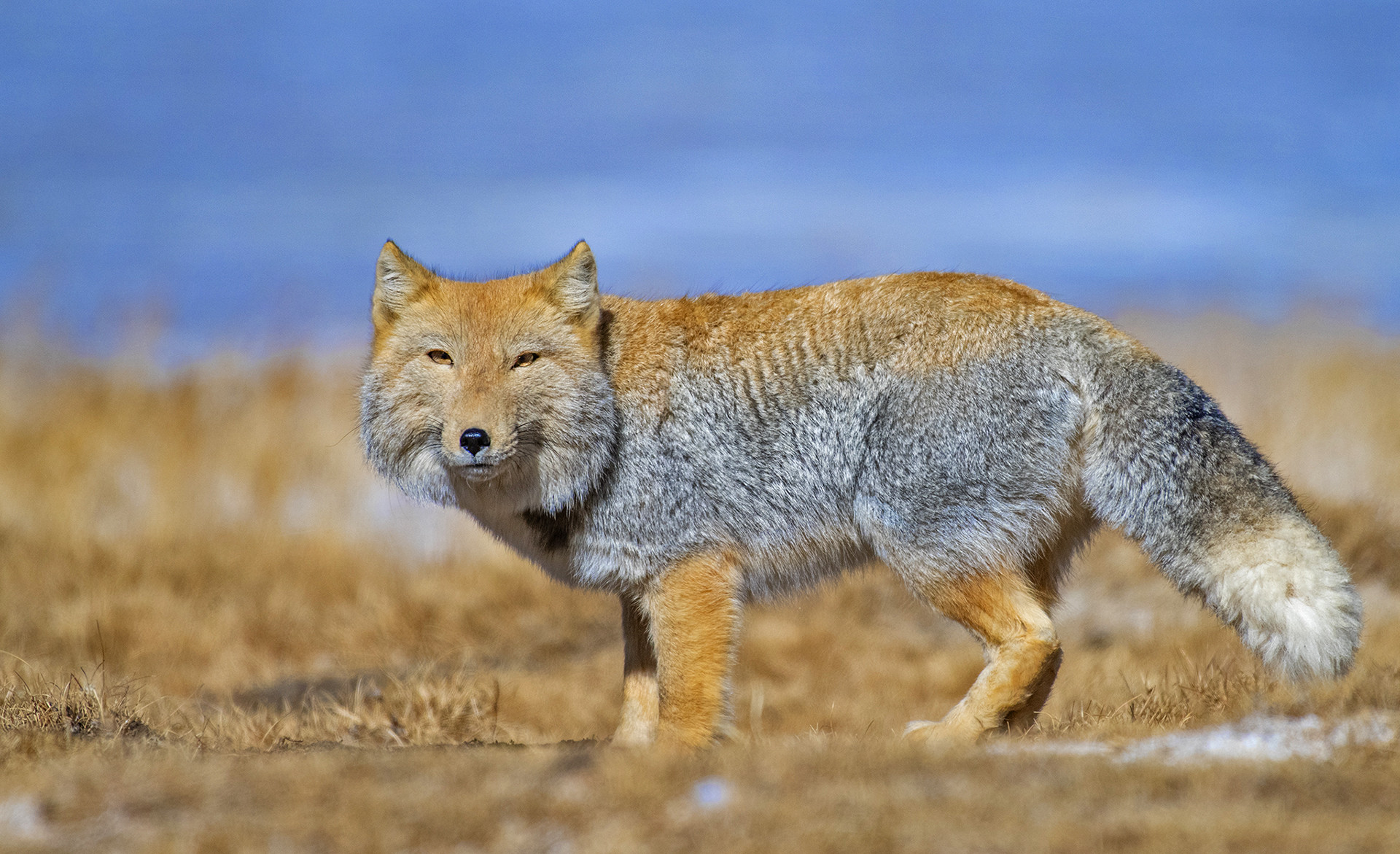 Tibetan Sand Fox Vulpes ferrilata