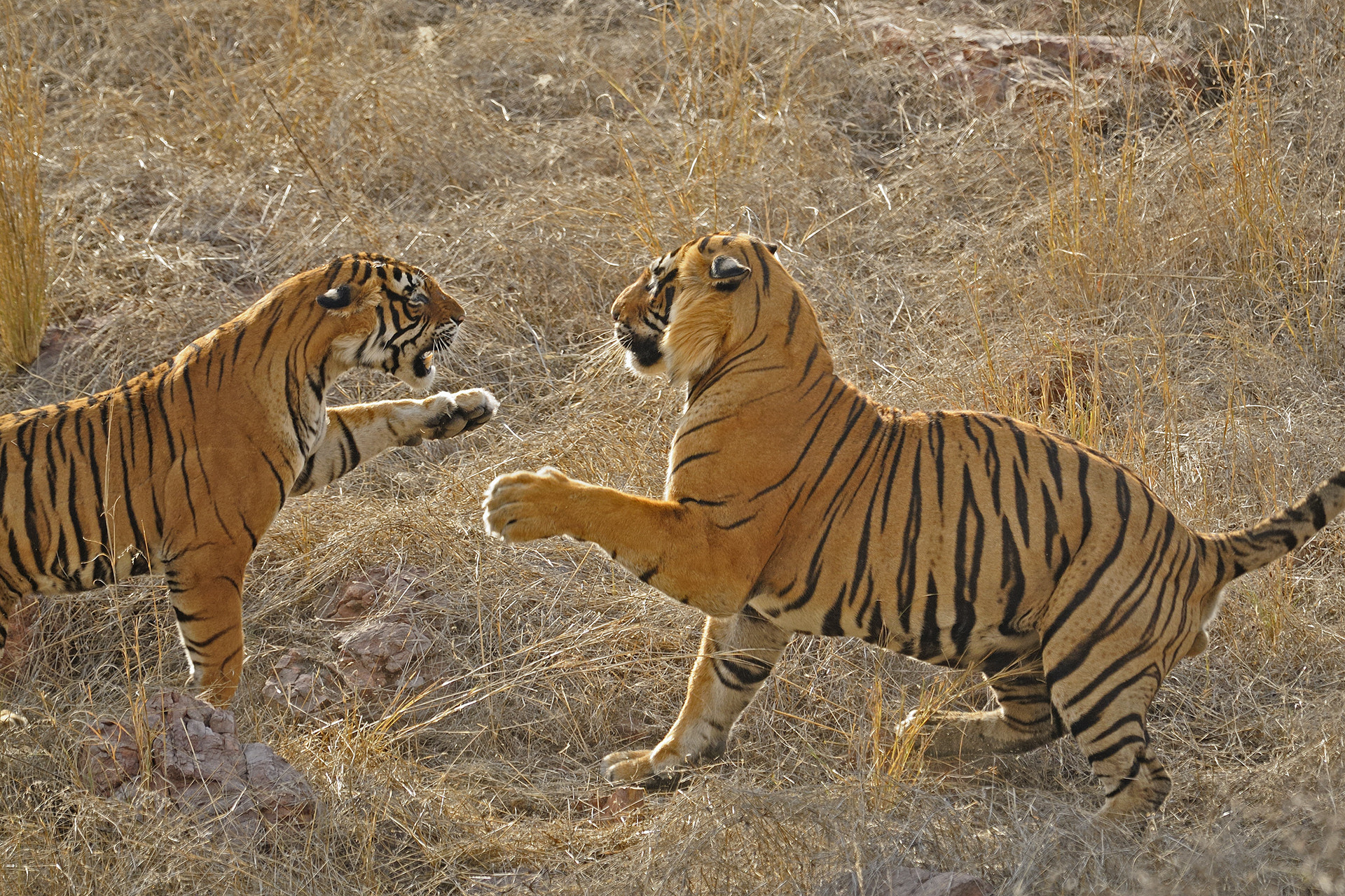 Ads - Mating Tigers And A Mother's Love | Nature inFocus