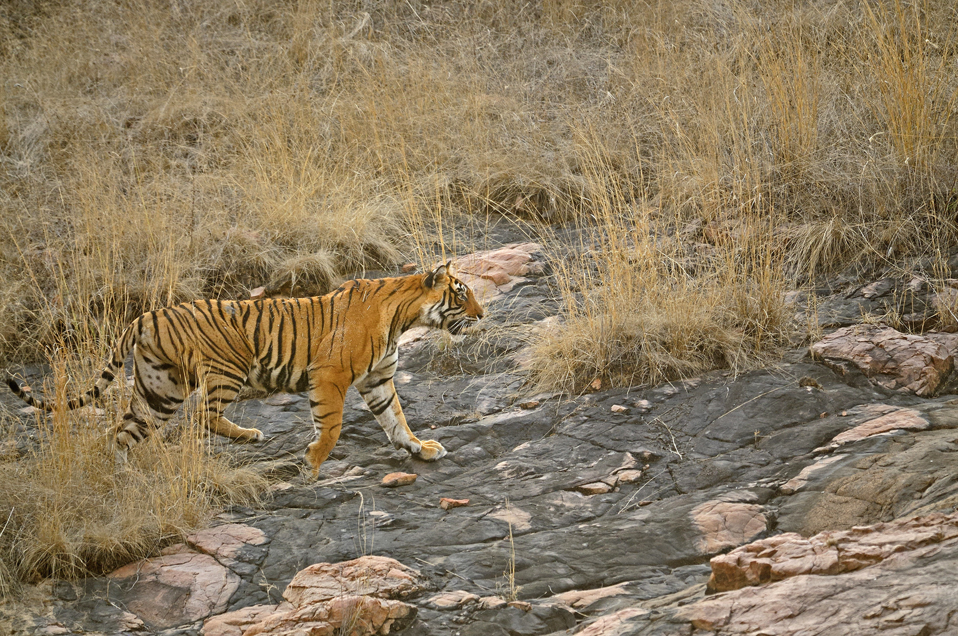 Ads - Mating Tigers And A Mother's Love | Nature inFocus