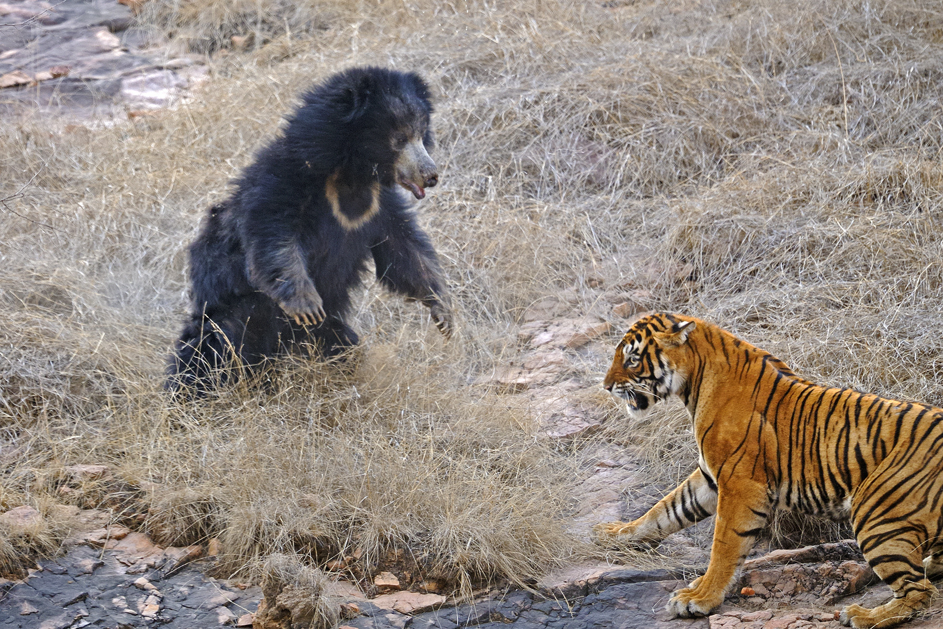 Ads - Mating Tigers And A Mother's Love | Nature inFocus
