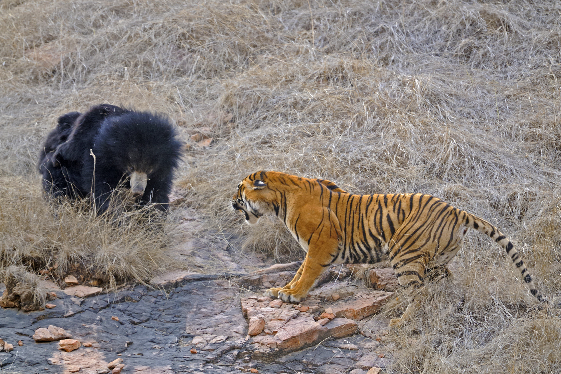 Ads - Mating Tigers And A Mother's Love | Nature inFocus