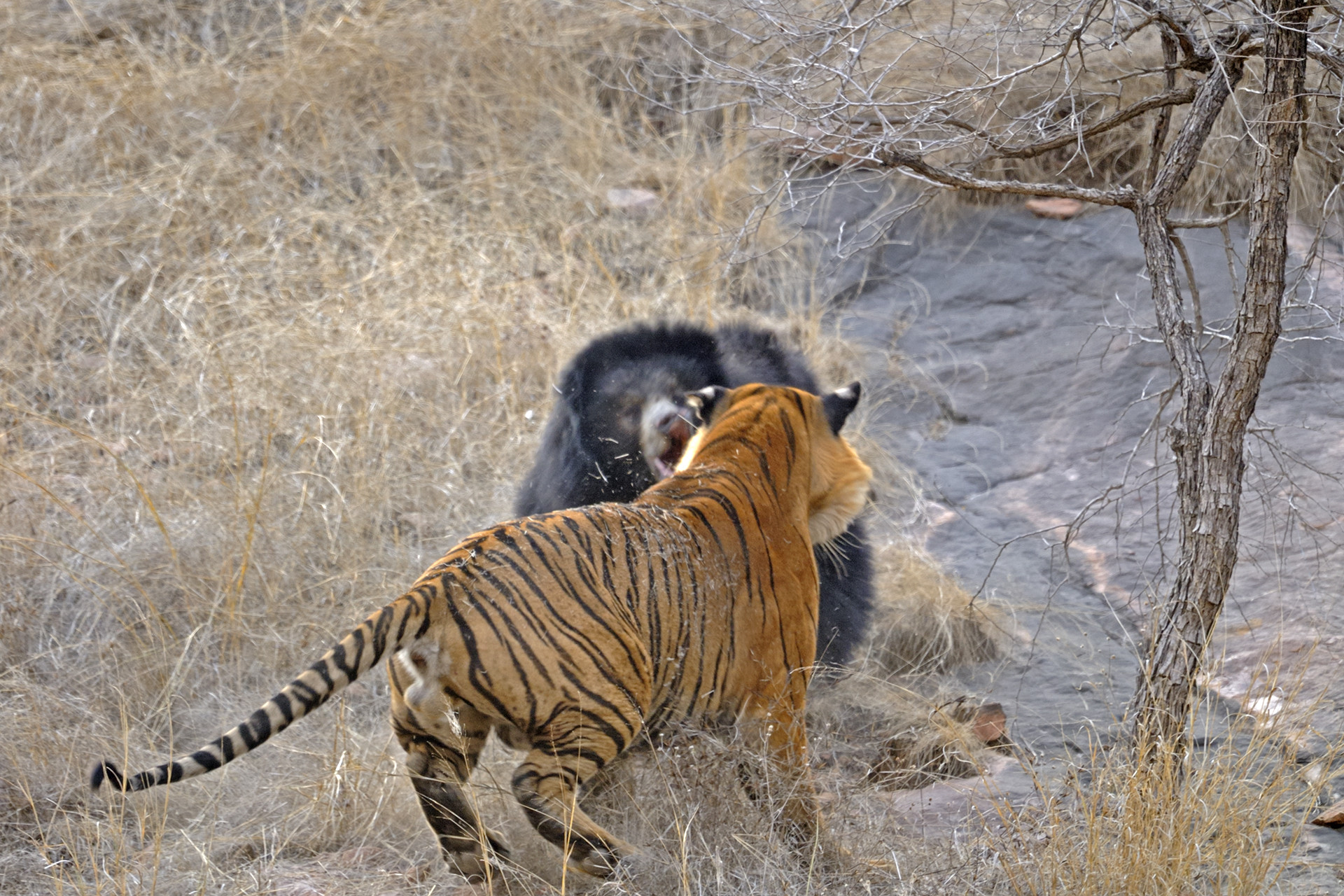 Ads - Mating Tigers And A Mother's Love | Nature inFocus