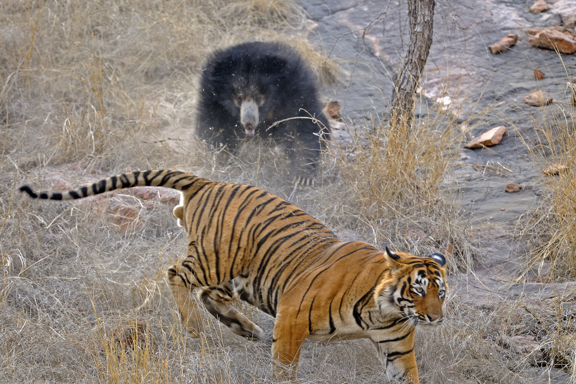 Ads - Mating Tigers And A Mother's Love | Nature inFocus