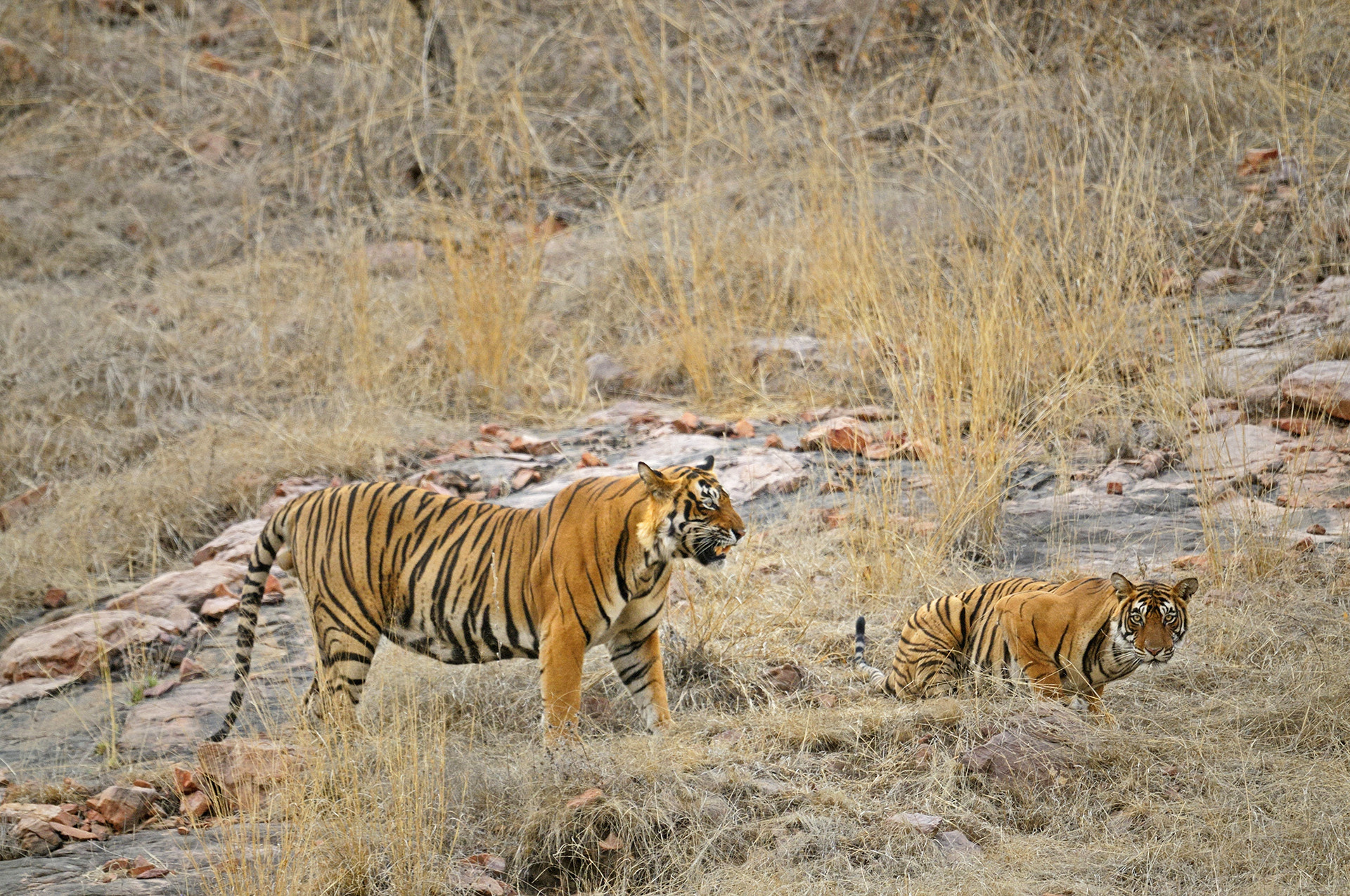 Ads - Mating Tigers And A Mother's Love | Nature inFocus