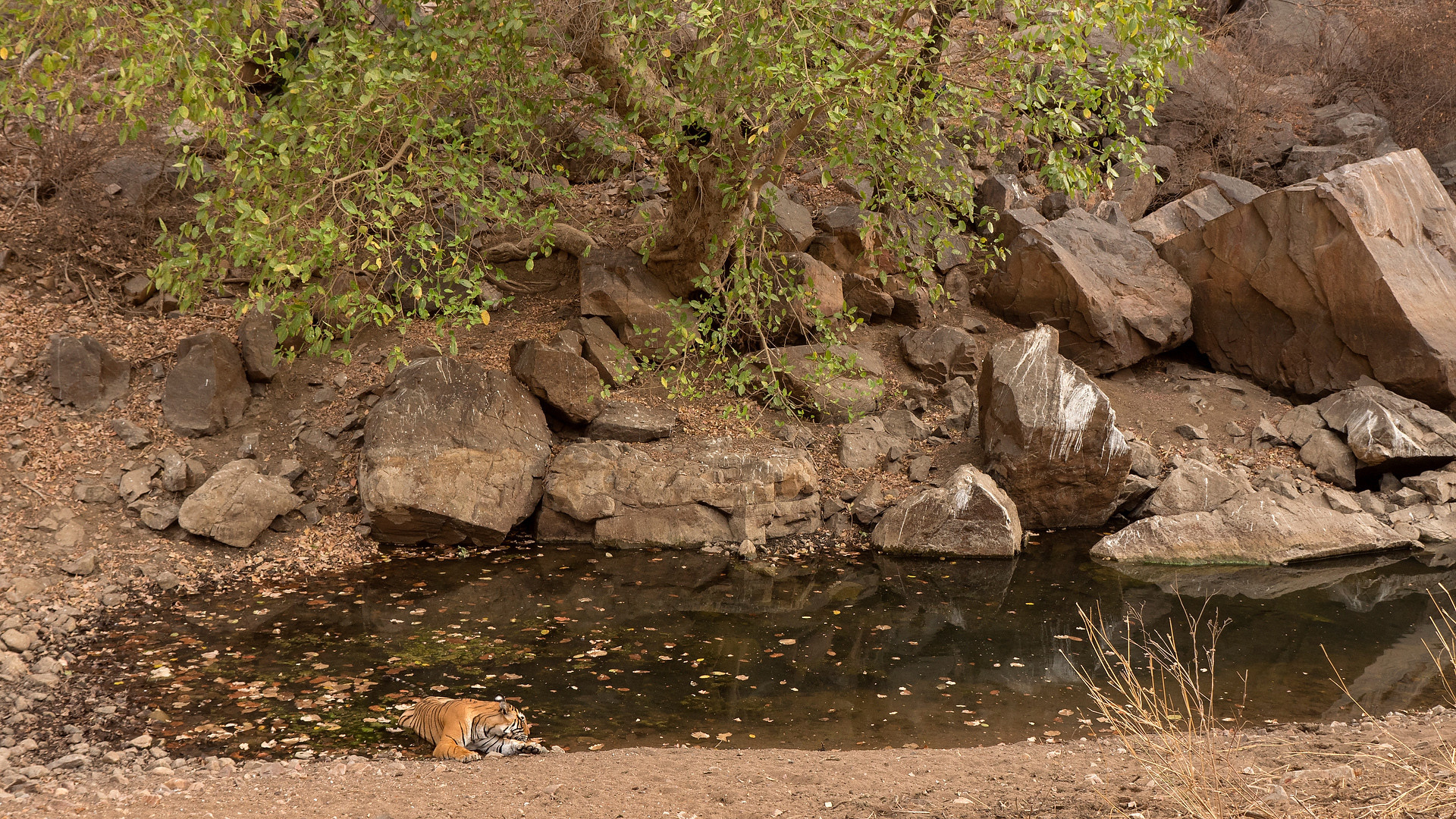Ads - When Tigers Wage Water Wars | Nature inFocus