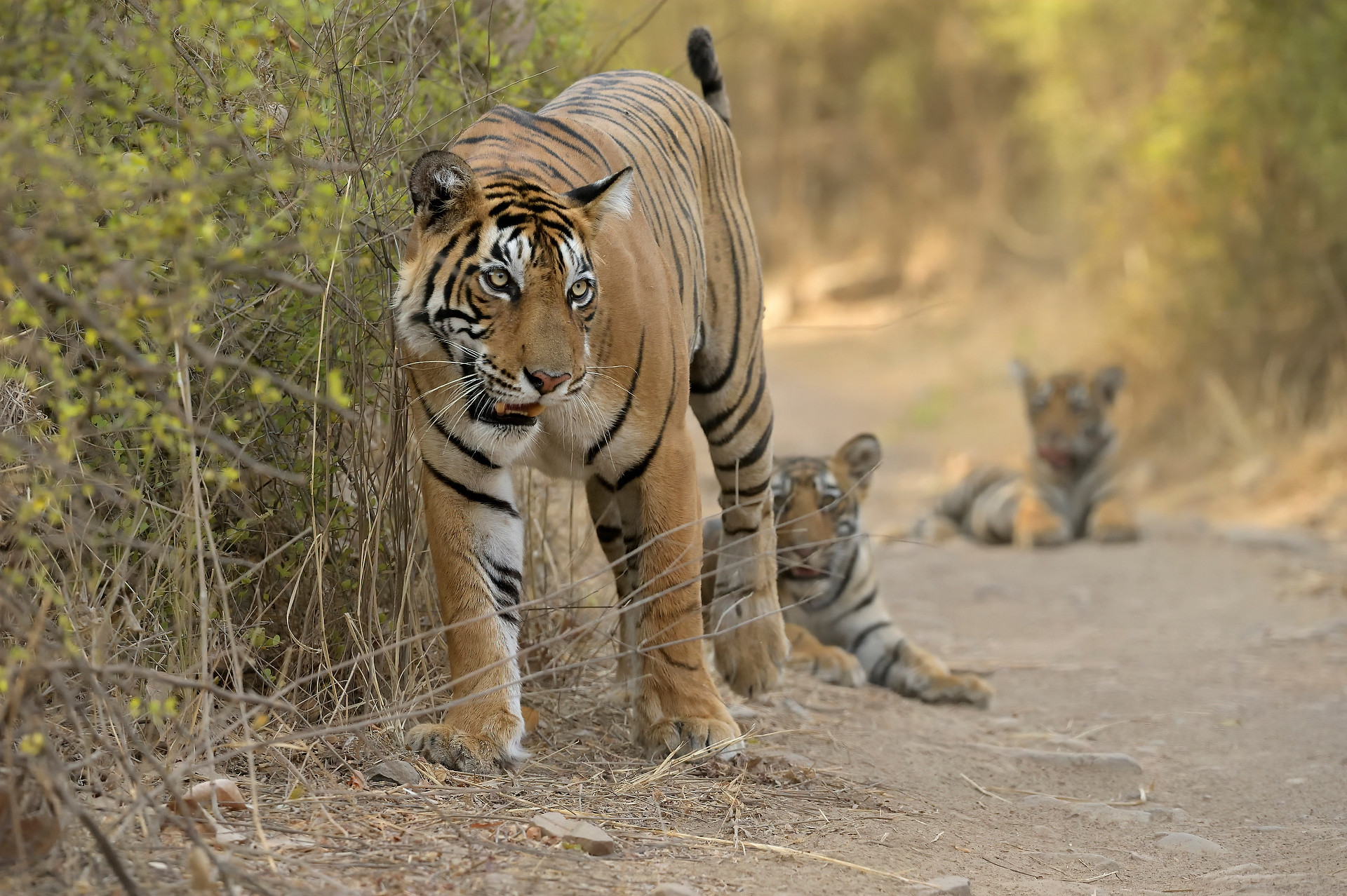 Ads - When Tigers Wage Water Wars | Nature inFocus