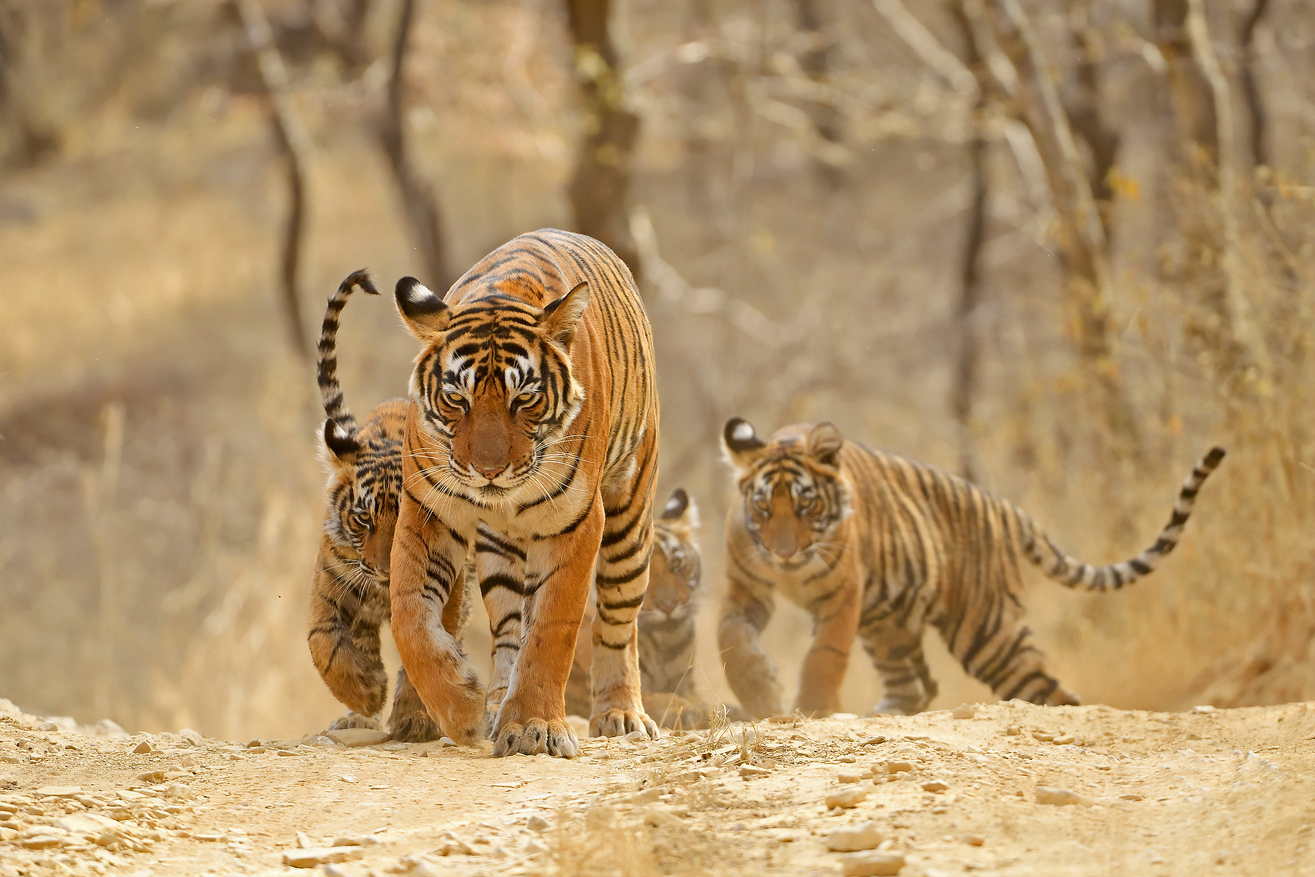 Ads - When Tigers Wage Water Wars | Nature inFocus