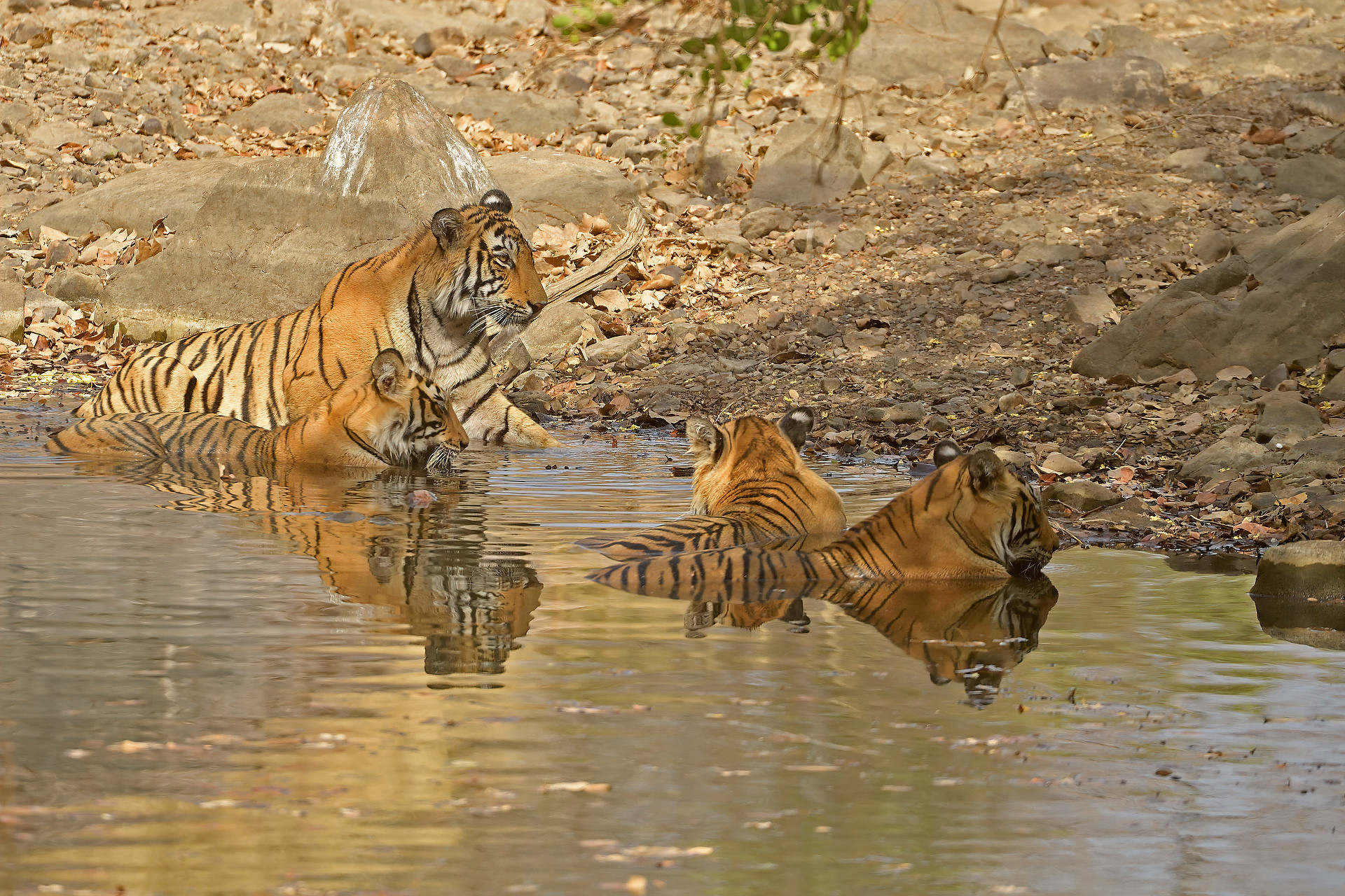 Ads - When Tigers Wage Water Wars | Nature inFocus
