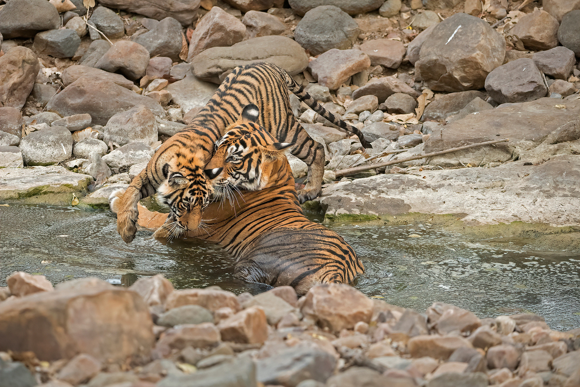 Ads - When Tigers Wage Water Wars | Nature inFocus