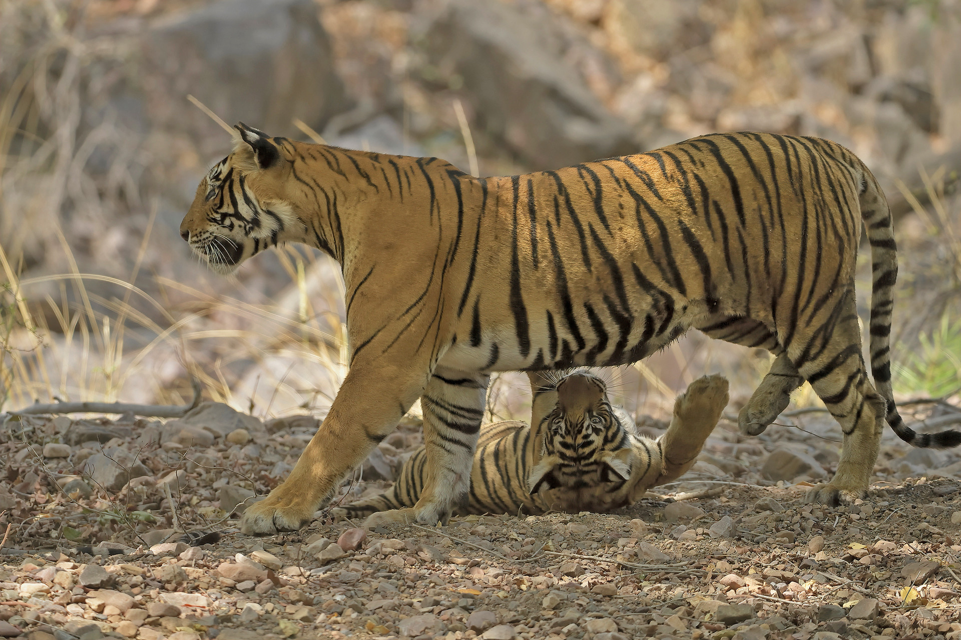 Ads - When Tigers Wage Water Wars | Nature inFocus
