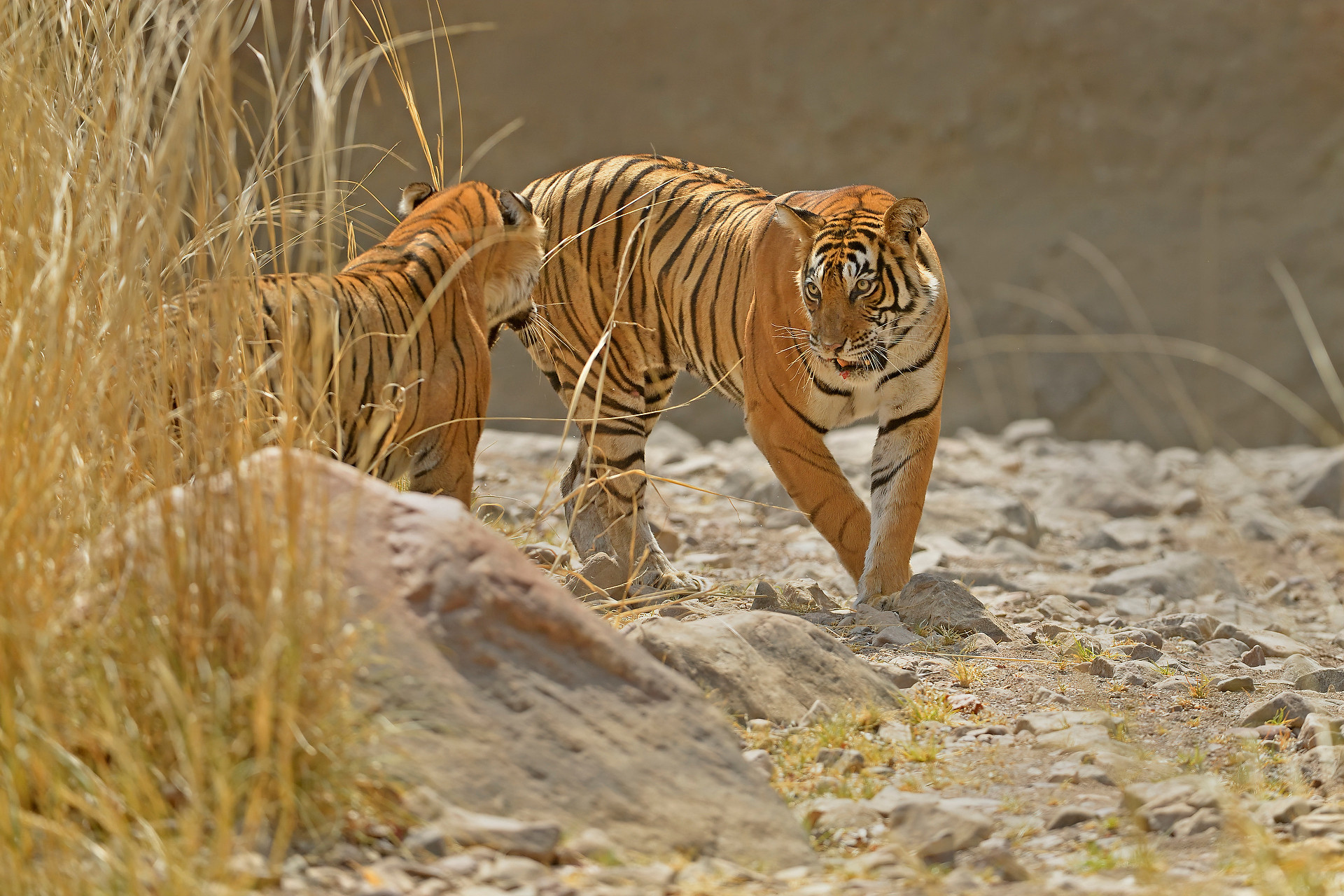 Ads - When Tigers Wage Water Wars | Nature inFocus