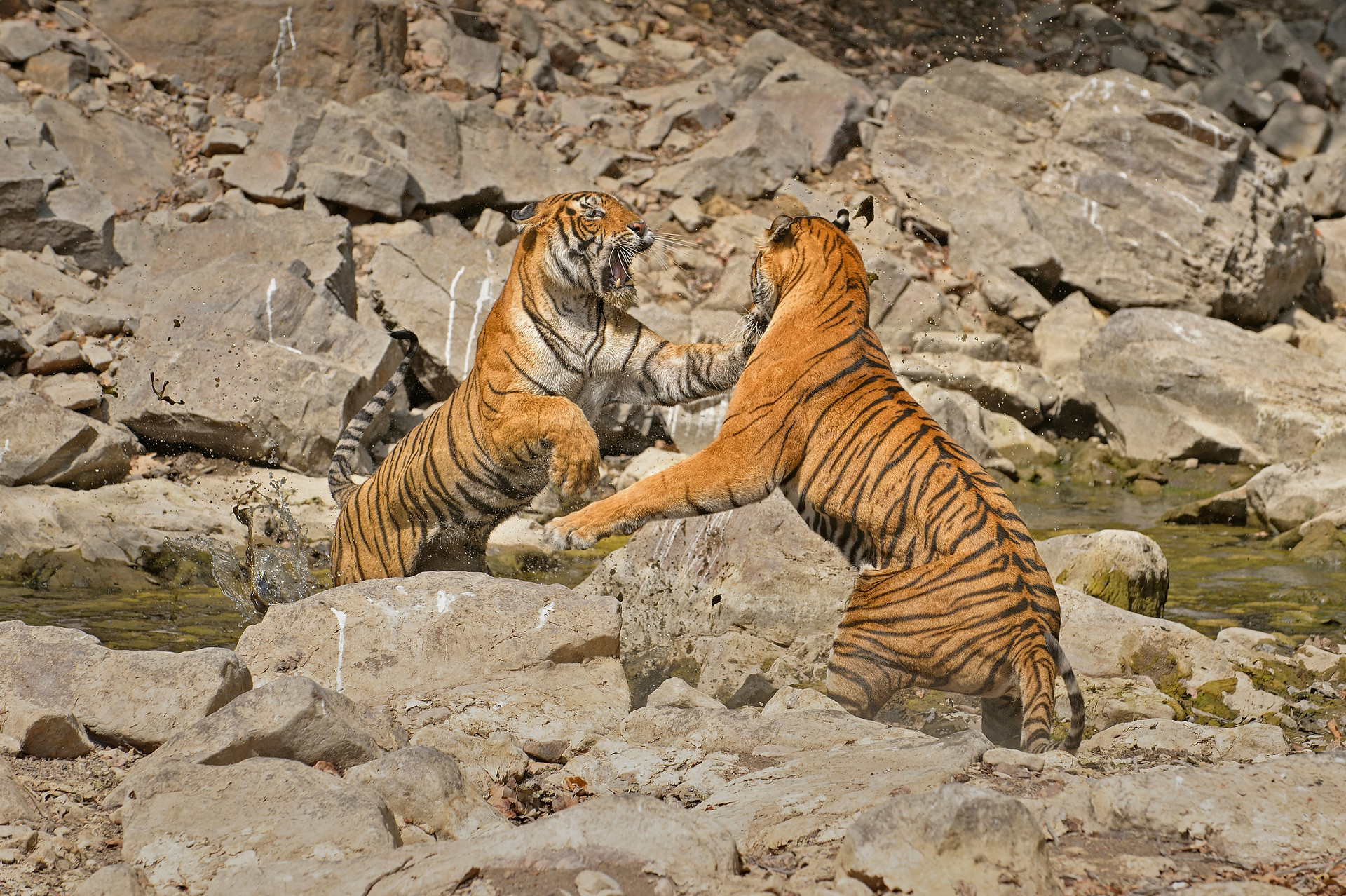 Ads a - When Tigers Wage Water Wars | Nature inFocus