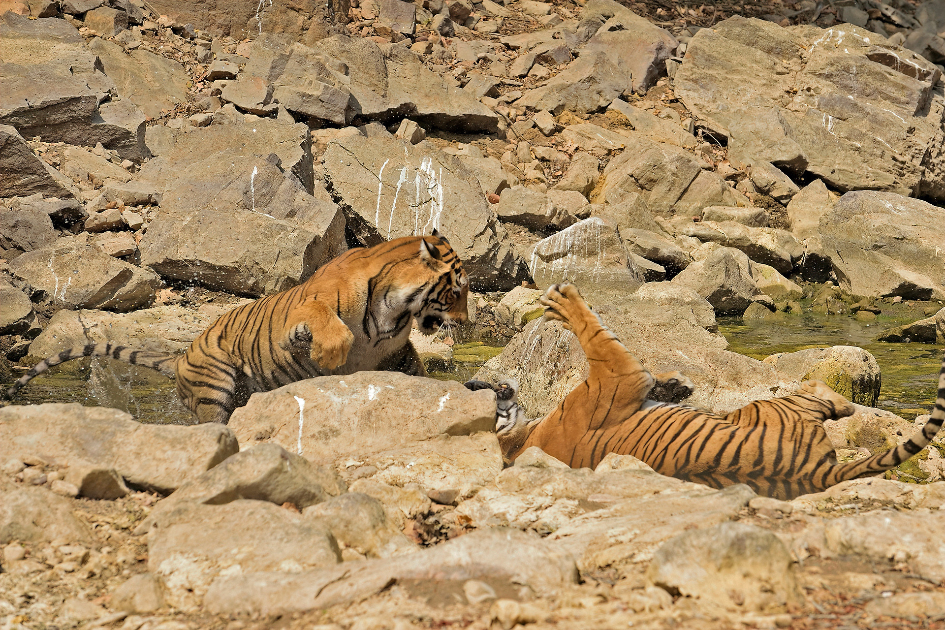 Ads - When Tigers Wage Water Wars | Nature inFocus