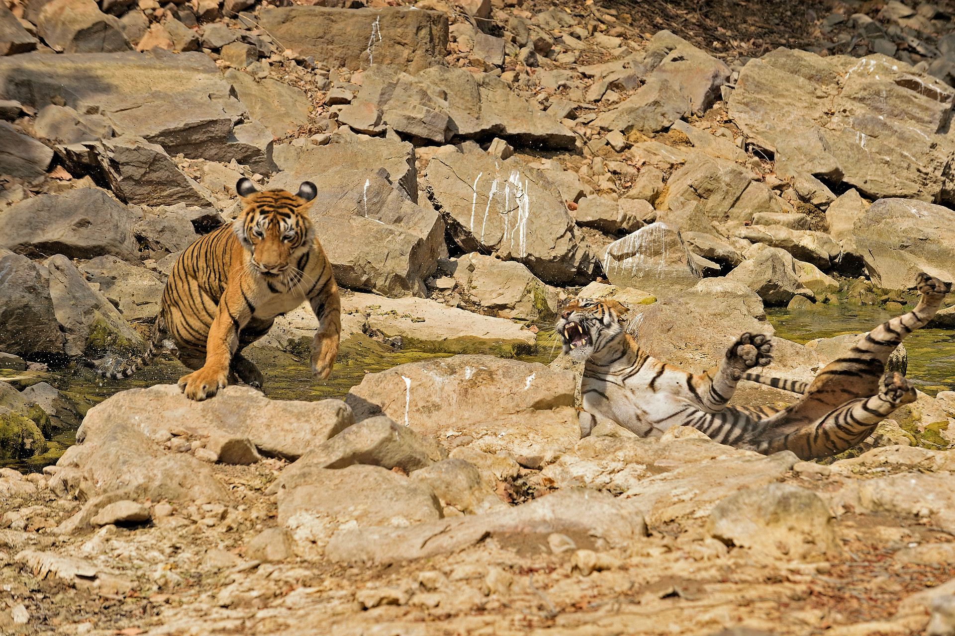 Ads - When Tigers Wage Water Wars | Nature inFocus