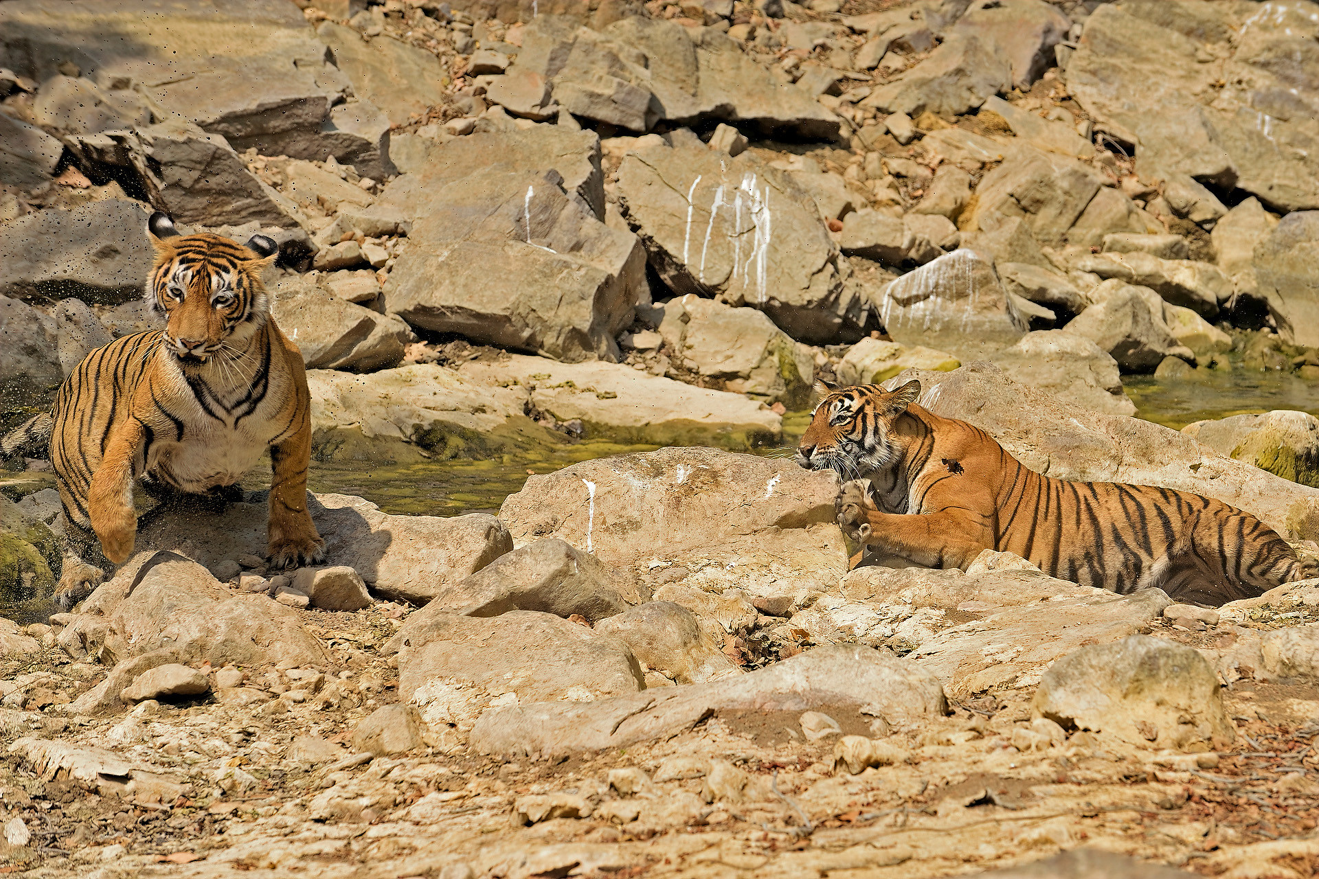 Ads - When Tigers Wage Water Wars | Nature inFocus