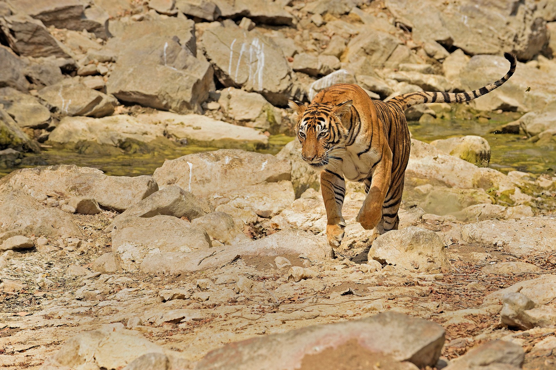 Ads - When Tigers Wage Water Wars | Nature inFocus